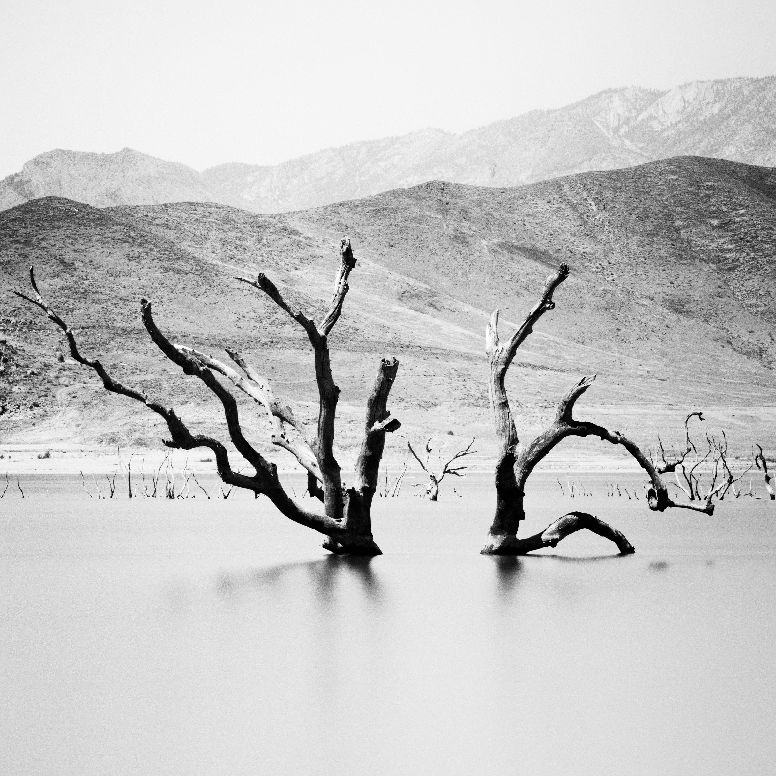 Artificial Lake, dead Tree, mountain, Arizona, USA, b&w landscape photography For Sale 3