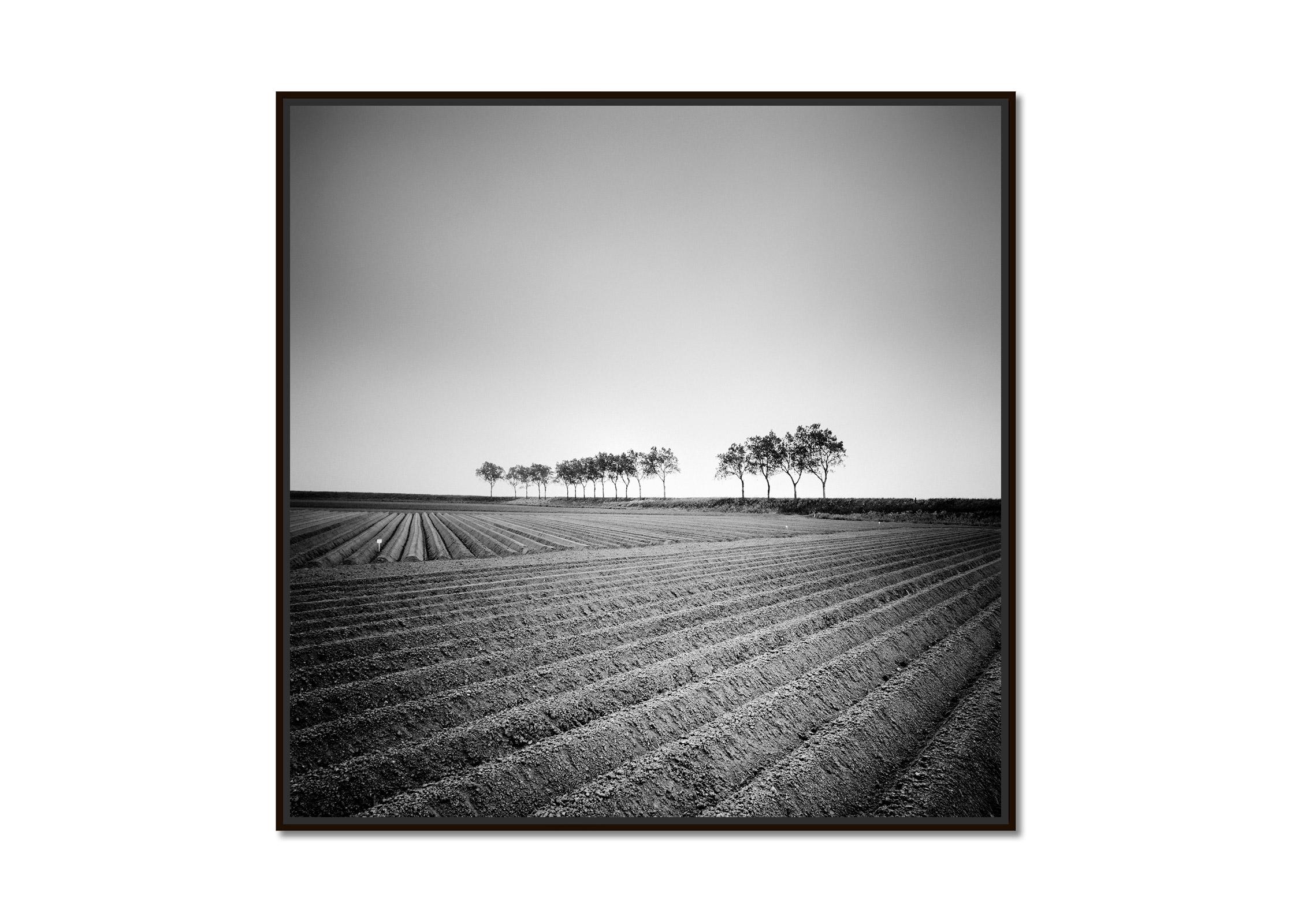 Asparagus Field, Tree Avenue, Netherlands, Black and White landscape photography - Photograph by Gerald Berghammer