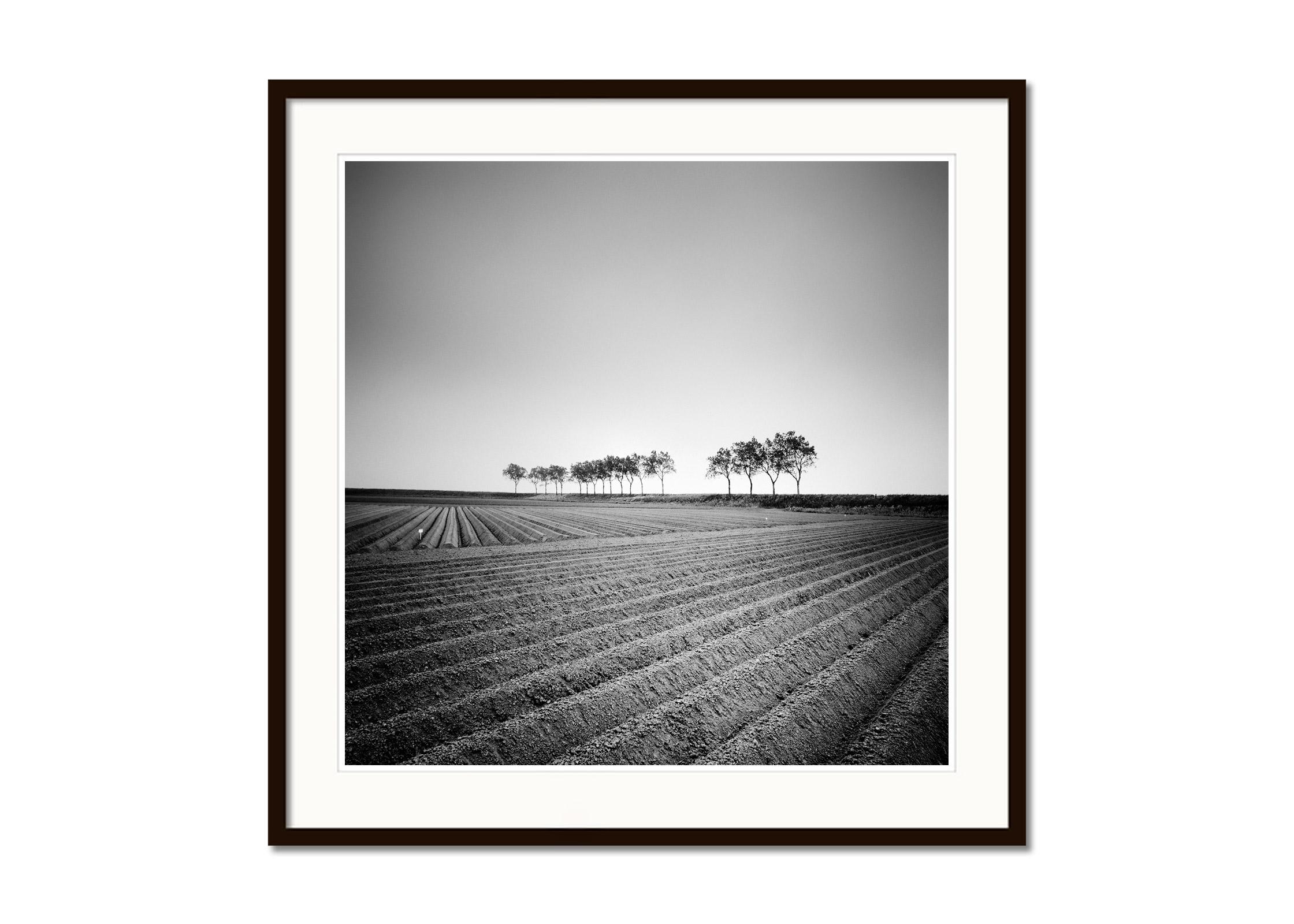 Asparagus Field, Tree Avenue, Netherlands, Black and White landscape photography - Gray Black and White Photograph by Gerald Berghammer