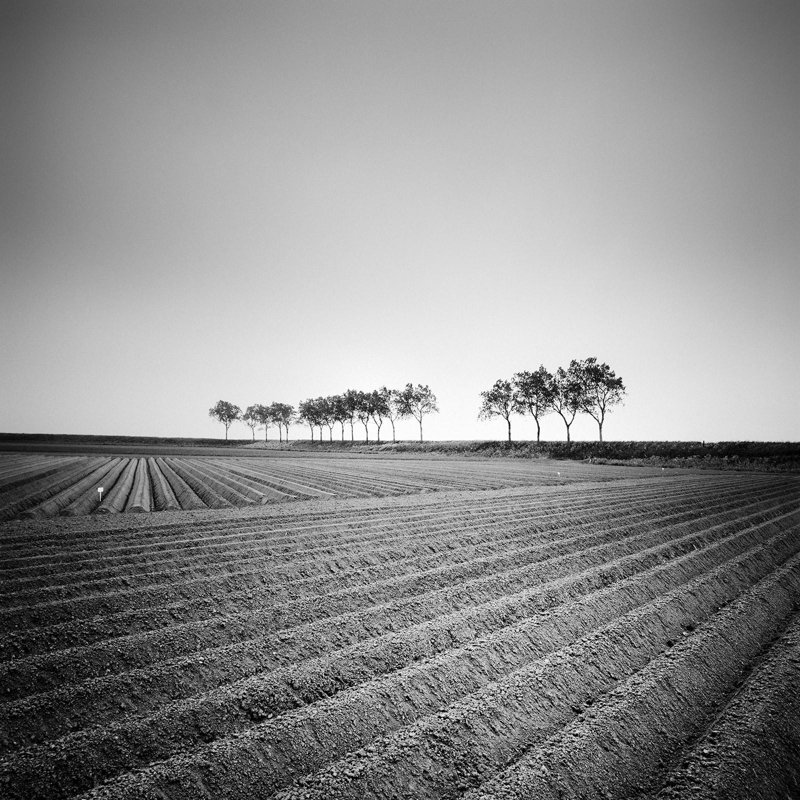 Gerald Berghammer Black and White Photograph - Asparagus Field, Tree Avenue, Netherlands, Black and White landscape photography