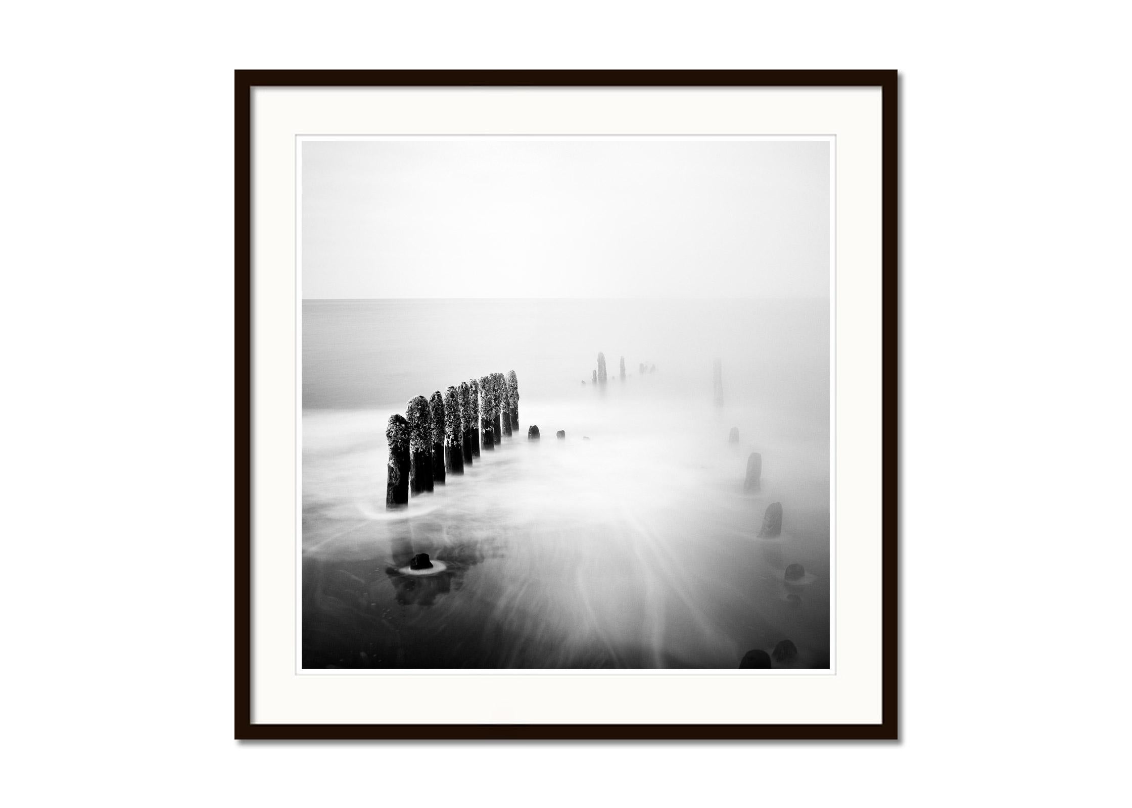 Spargelzeit, Ruegen, Deutschland, minimalistischer, schwarz-weißer Landschaftsdruck (Grau), Black and White Photograph, von Gerald Berghammer