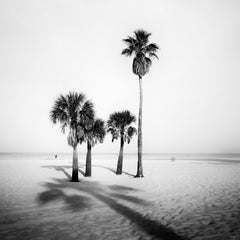 Beach, Morning, Palm Trees, Florida, USA, black and white landscape photography