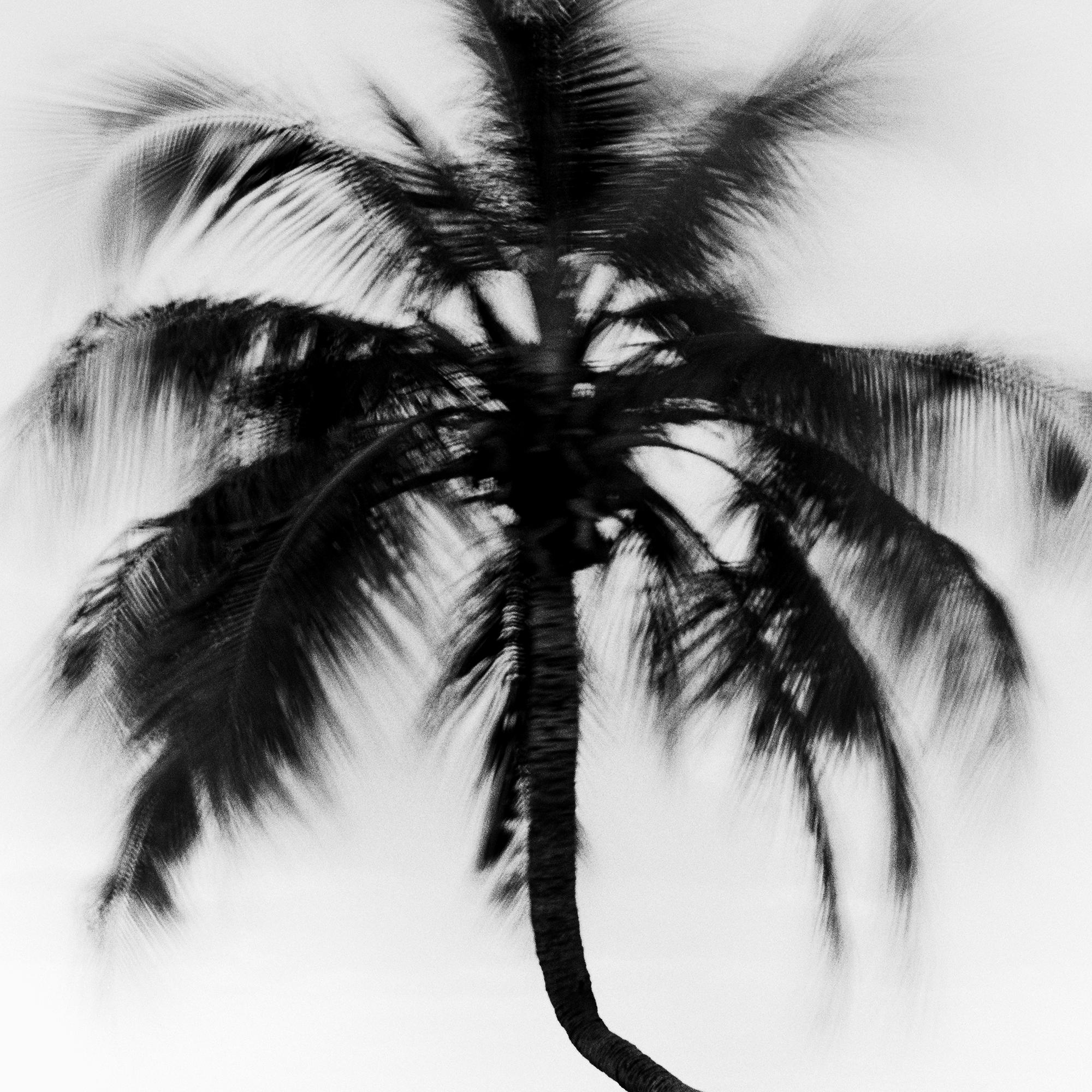 Bent Palm Beach Florida USA For Sale 7