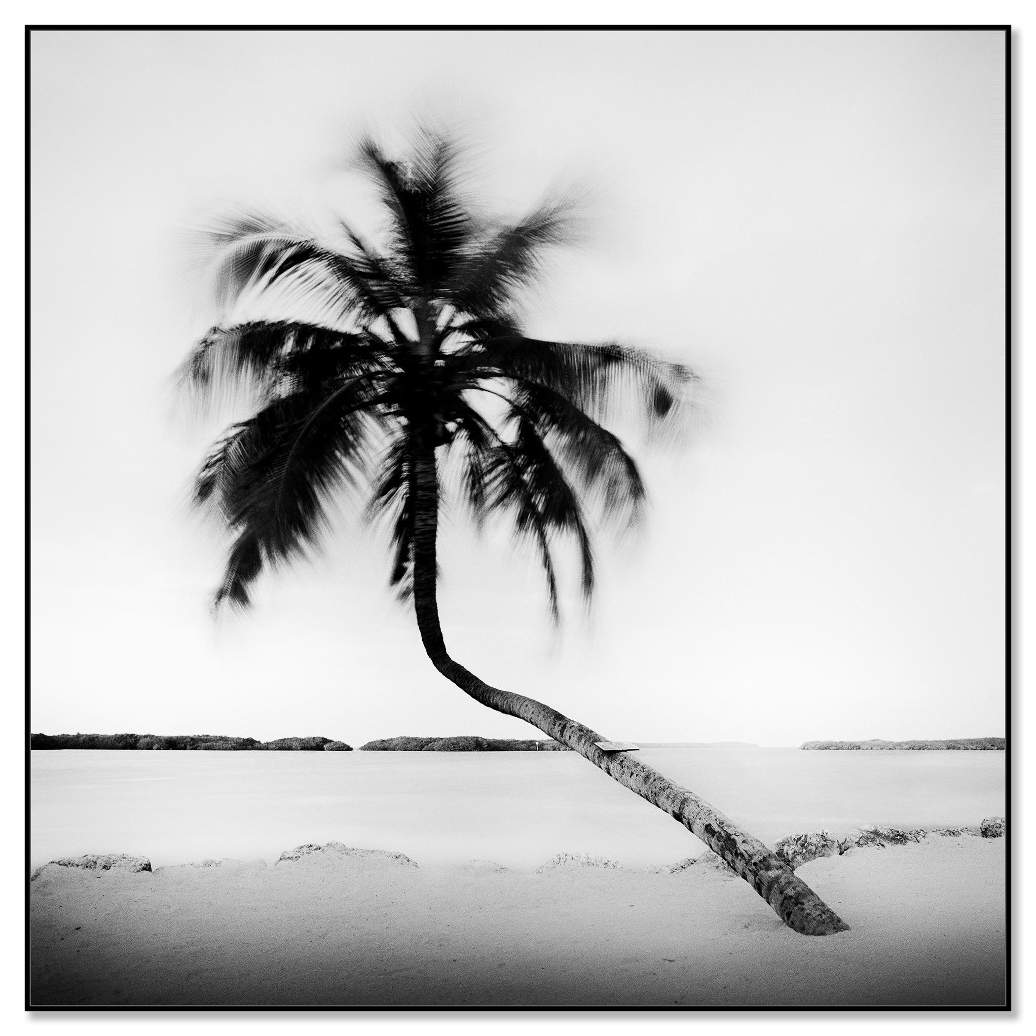 Bent Palm Beach Florida USA - Photograph by Gerald Berghammer