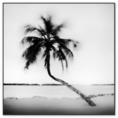 Bent Palm - Beach - Florida - USA