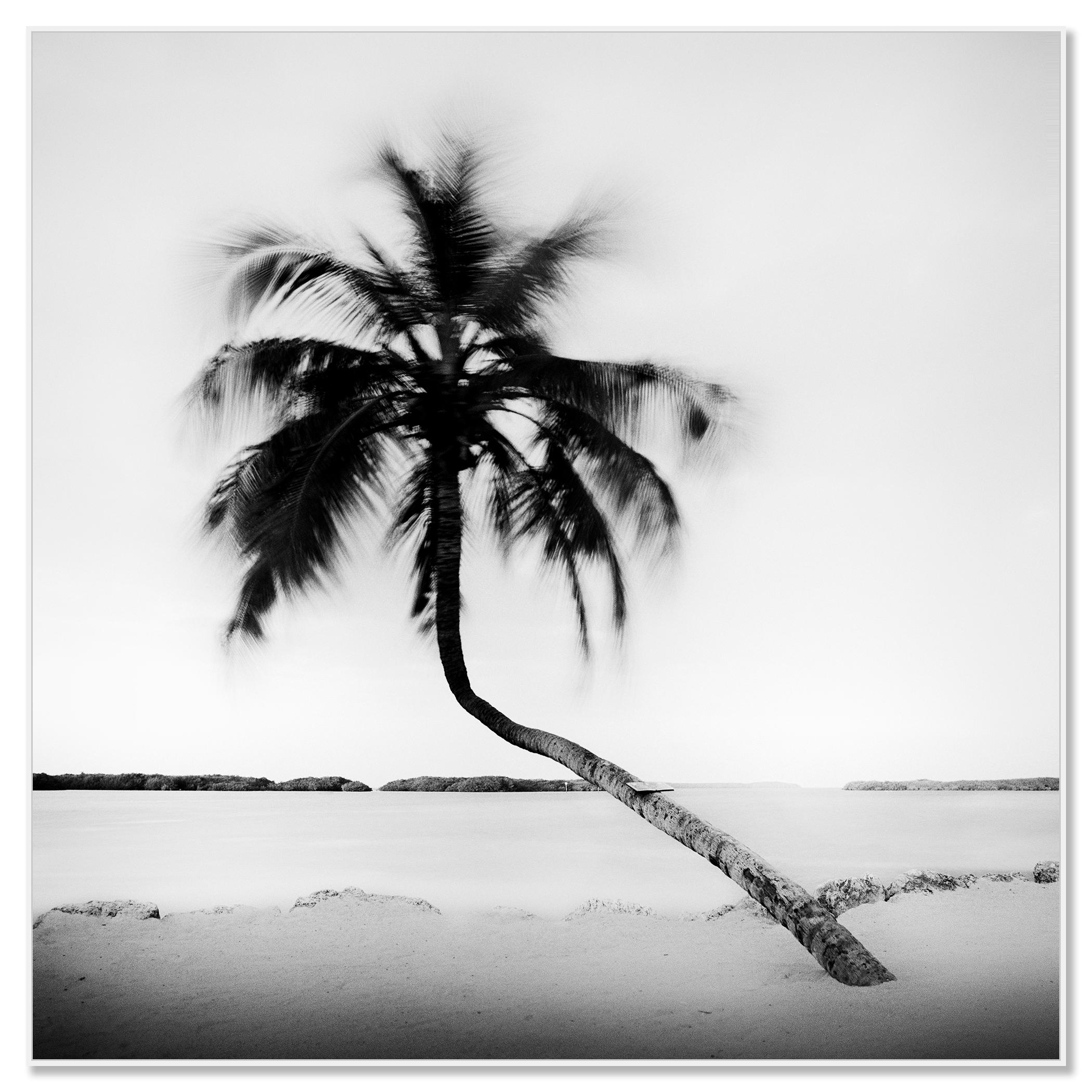 Bent Palm Beach Florida USA - Contemporary Photograph by Gerald Berghammer