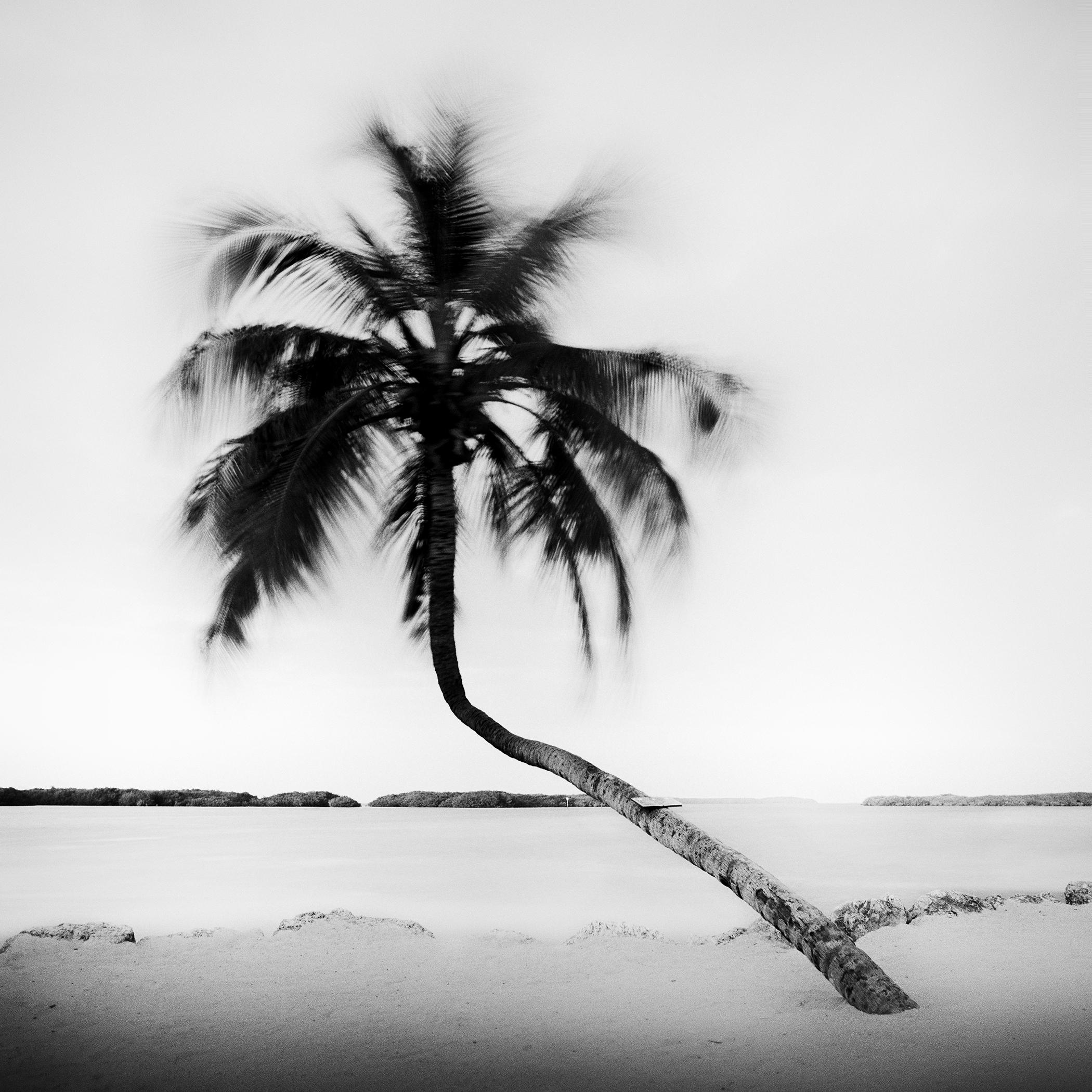 Gerald Berghammer Landscape Photograph - Bent Palm Beach Florida USA