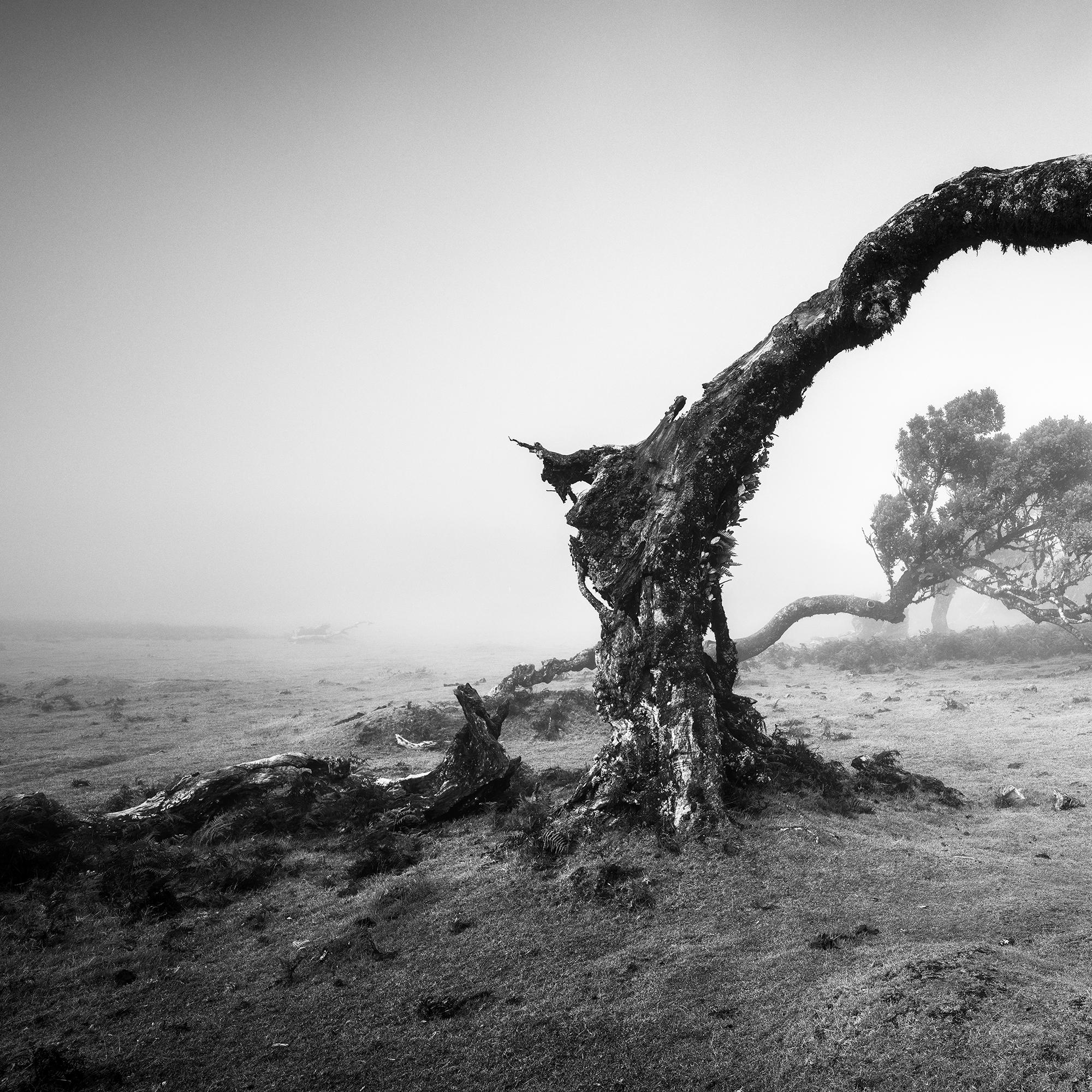 Bent Tree in the fog, Theira, noir et blanc, panorama, paysage, photographie en vente 5