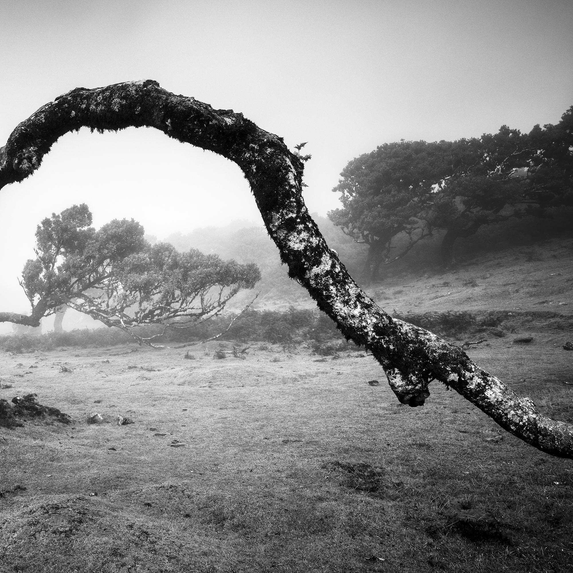 Bent Tree in the fog, Theira, noir et blanc, panorama, paysage, photographie en vente 6
