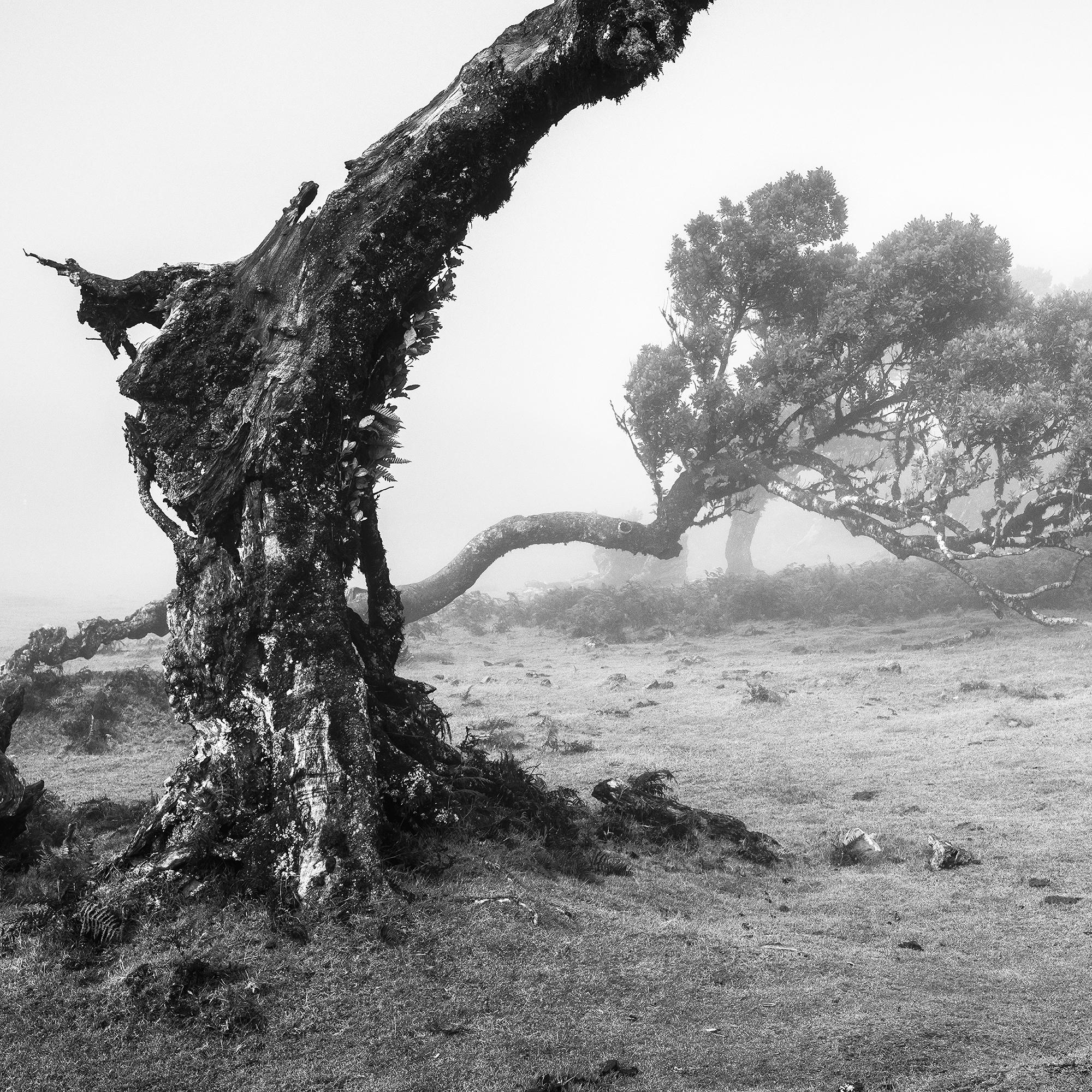 Bent Tree in the fog, Theira, noir et blanc, panorama, paysage, photographie en vente 7