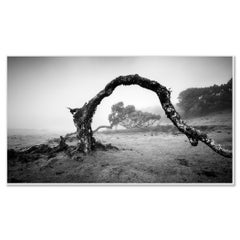 Bent Tree in the fog, Madeira, black and white, panorama, landscape, photography