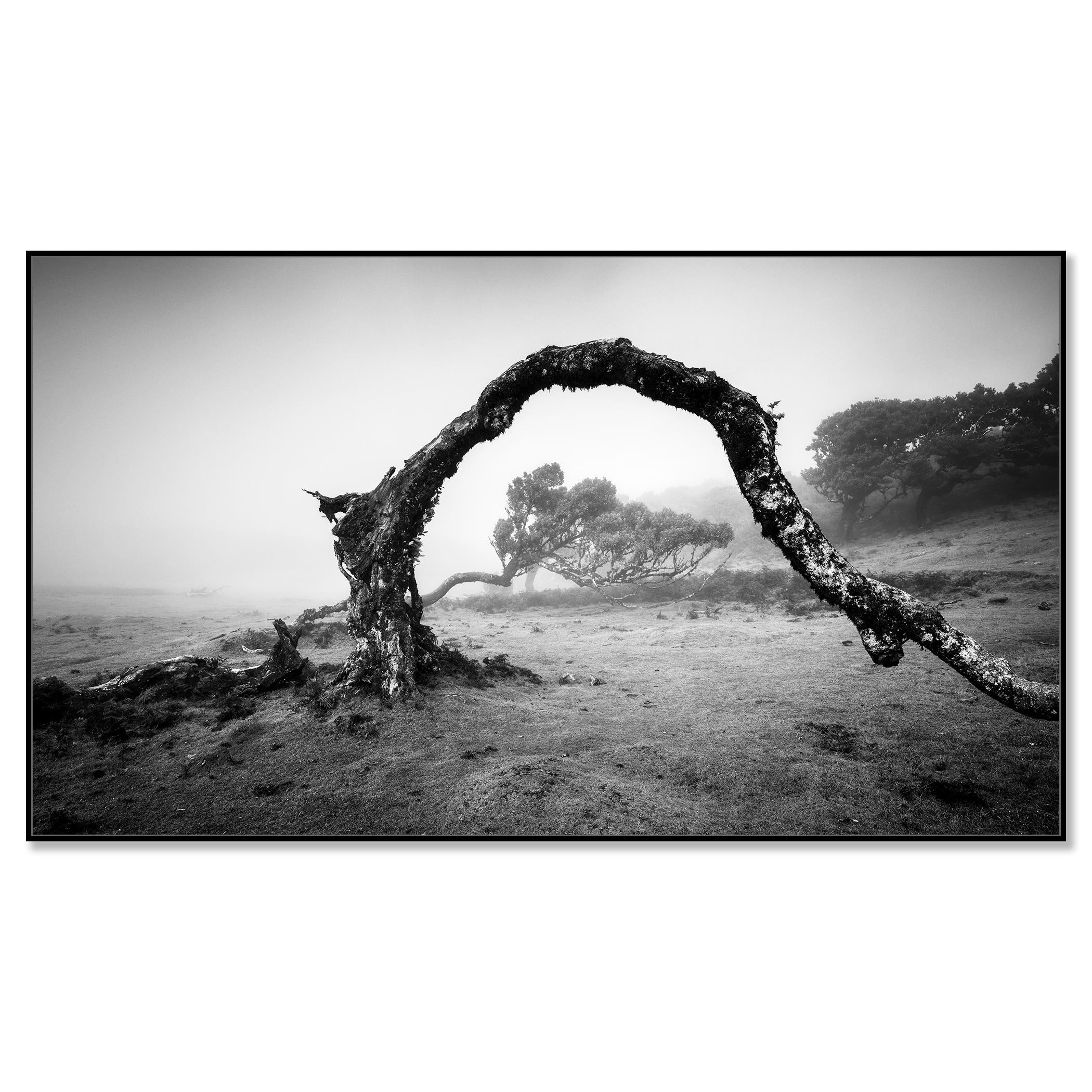 Bent Tree in the fog, Theira, noir et blanc, panorama, paysage, photographie - Contemporain Photograph par Gerald Berghammer