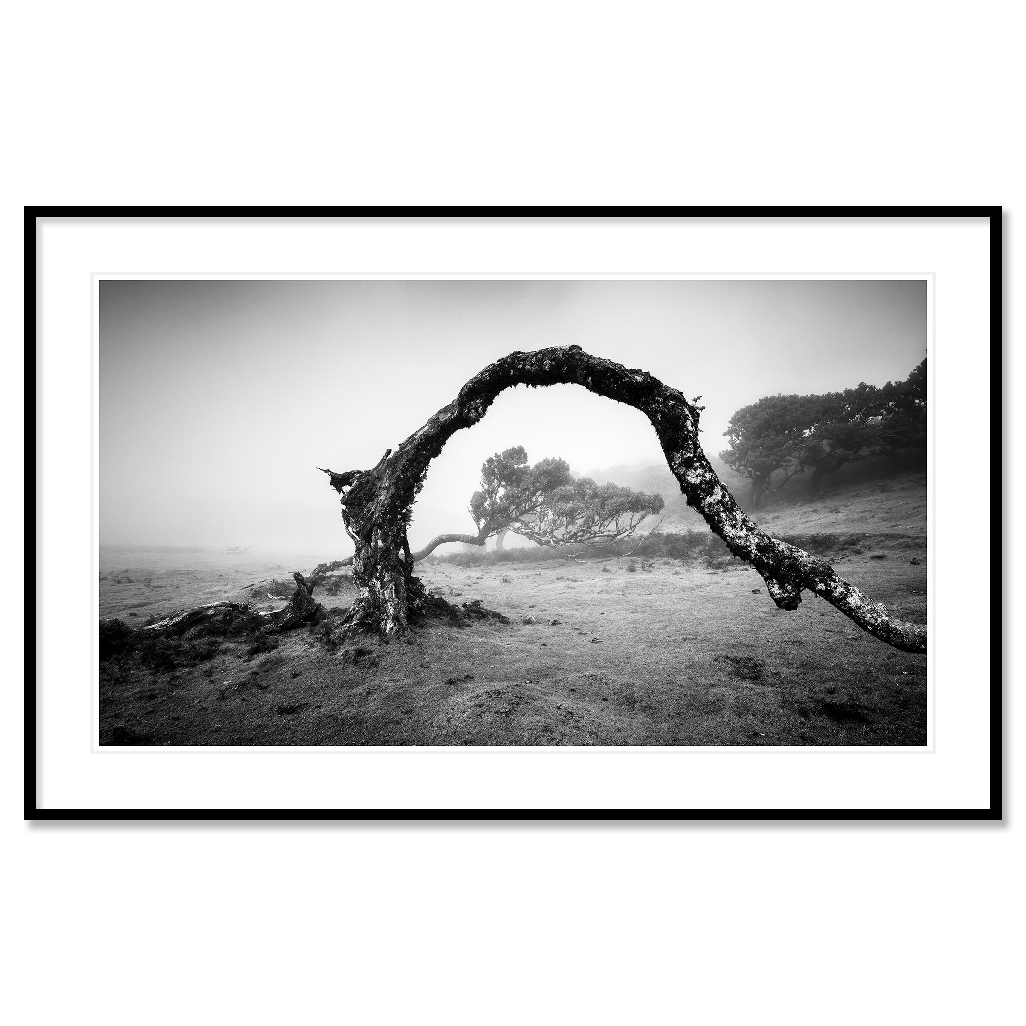 Bent Tree in the fog, Theira, noir et blanc, panorama, paysage, photographie en vente 1