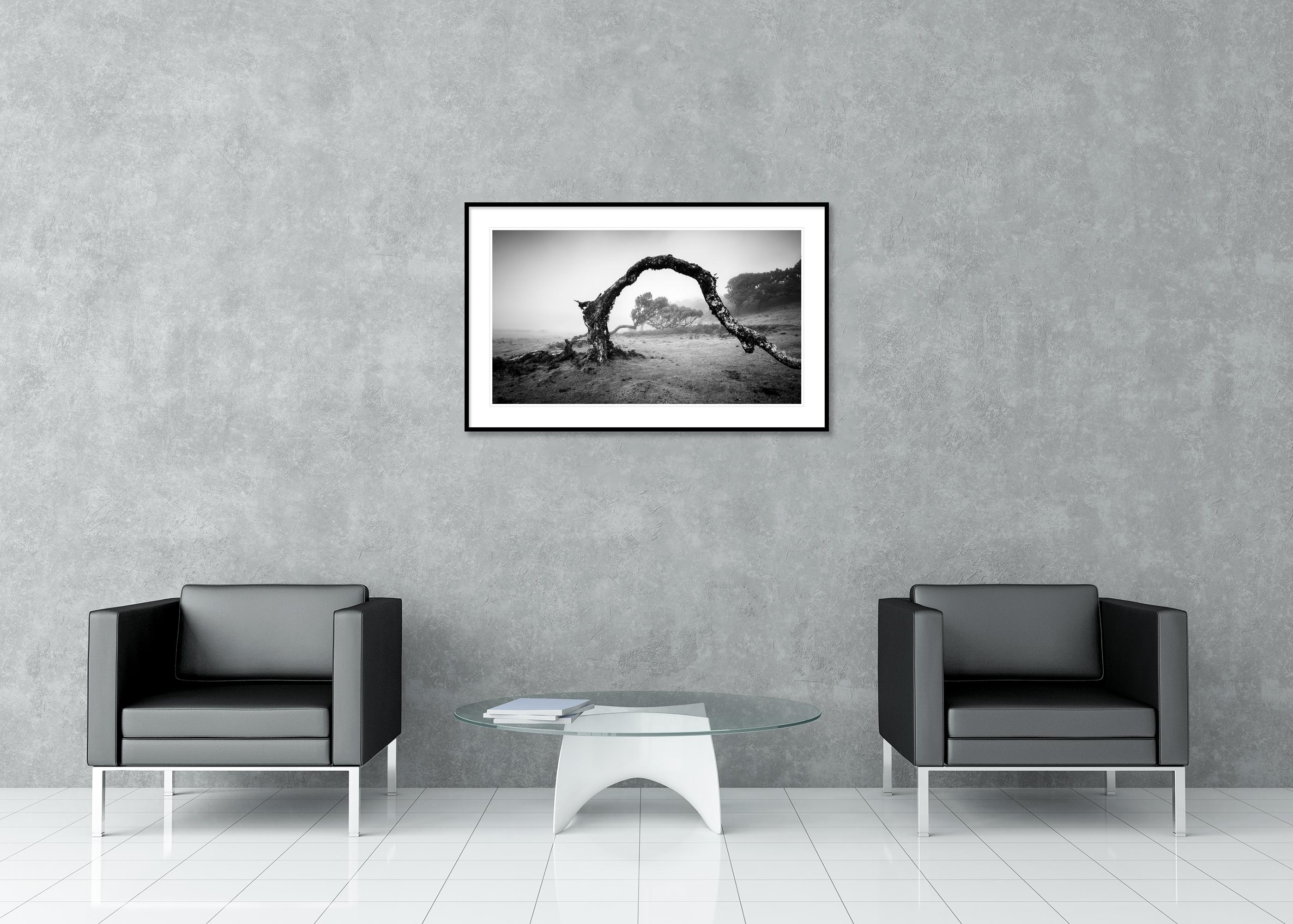 Bent Tree in the fog, Theira, noir et blanc, panorama, paysage, photographie en vente 2