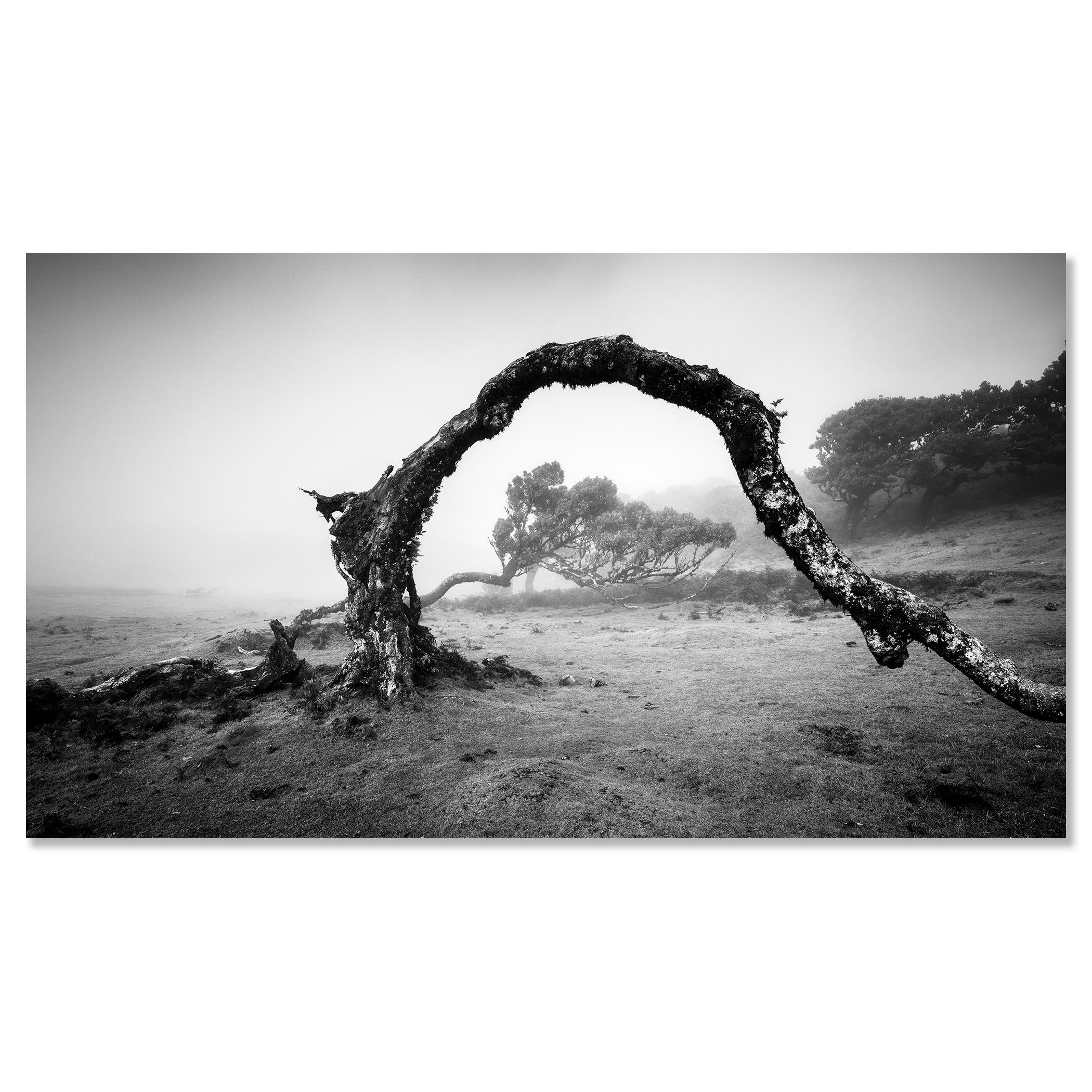 Bent Tree in the fog, Theira, noir et blanc, panorama, paysage, photographie en vente 3