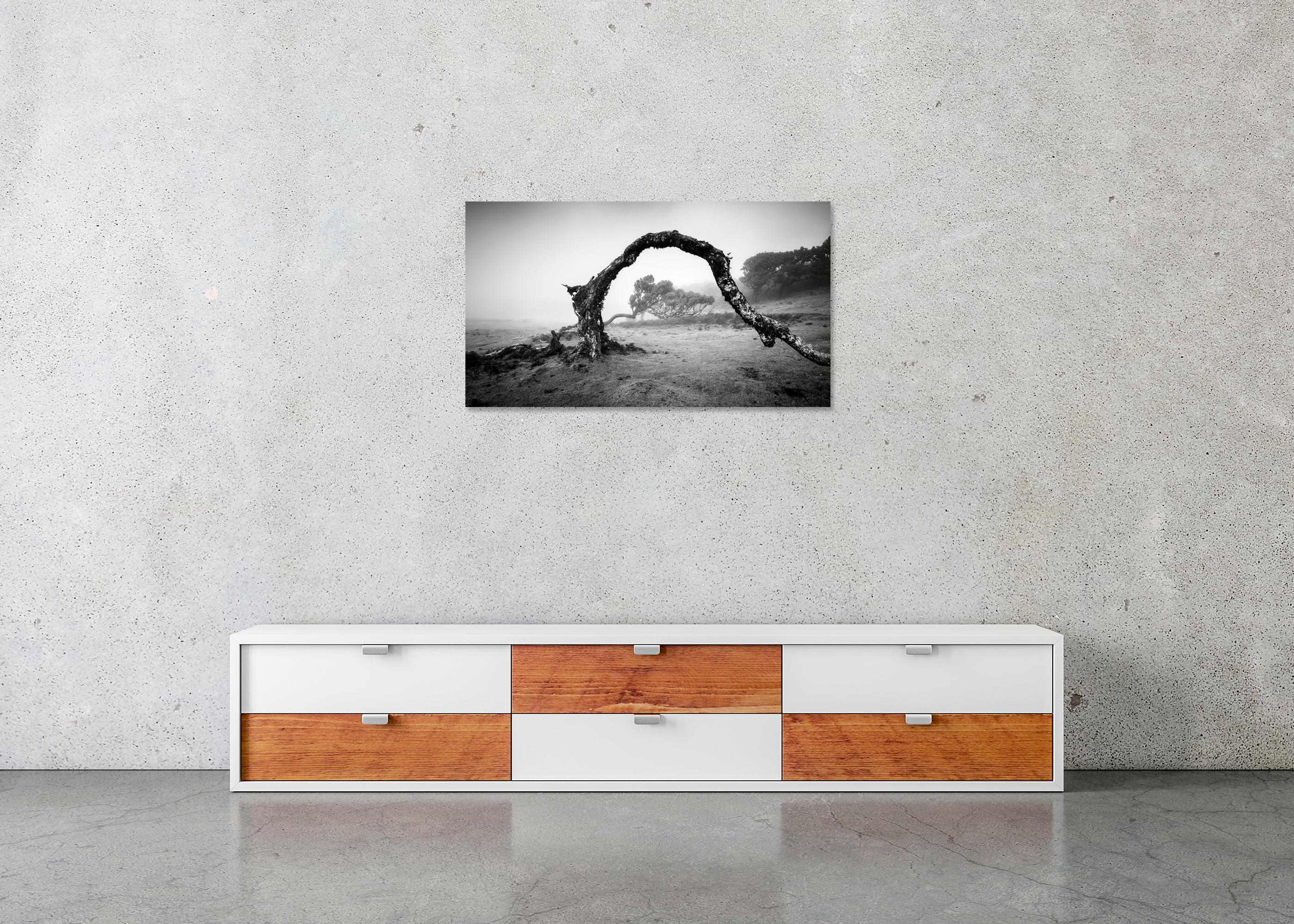 Bent Tree in the fog, Theira, noir et blanc, panorama, paysage, photographie en vente 4