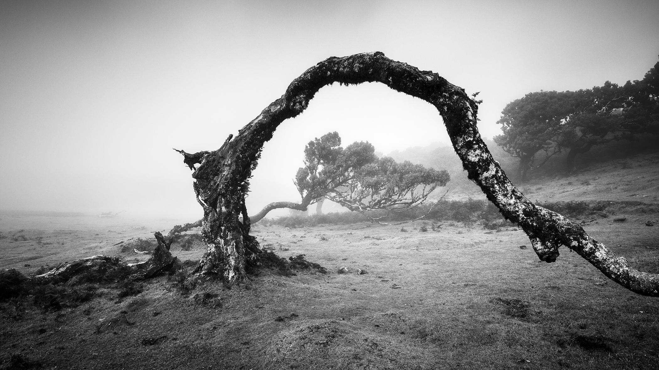 Black and White Photograph Gerald Berghammer - Bent Tree in the fog, Theira, noir et blanc, panorama, paysage, photographie