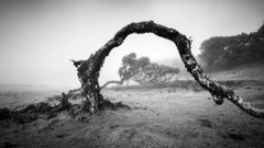 Bent Tree in the fog, Theira, noir et blanc, panorama, paysage, photographie