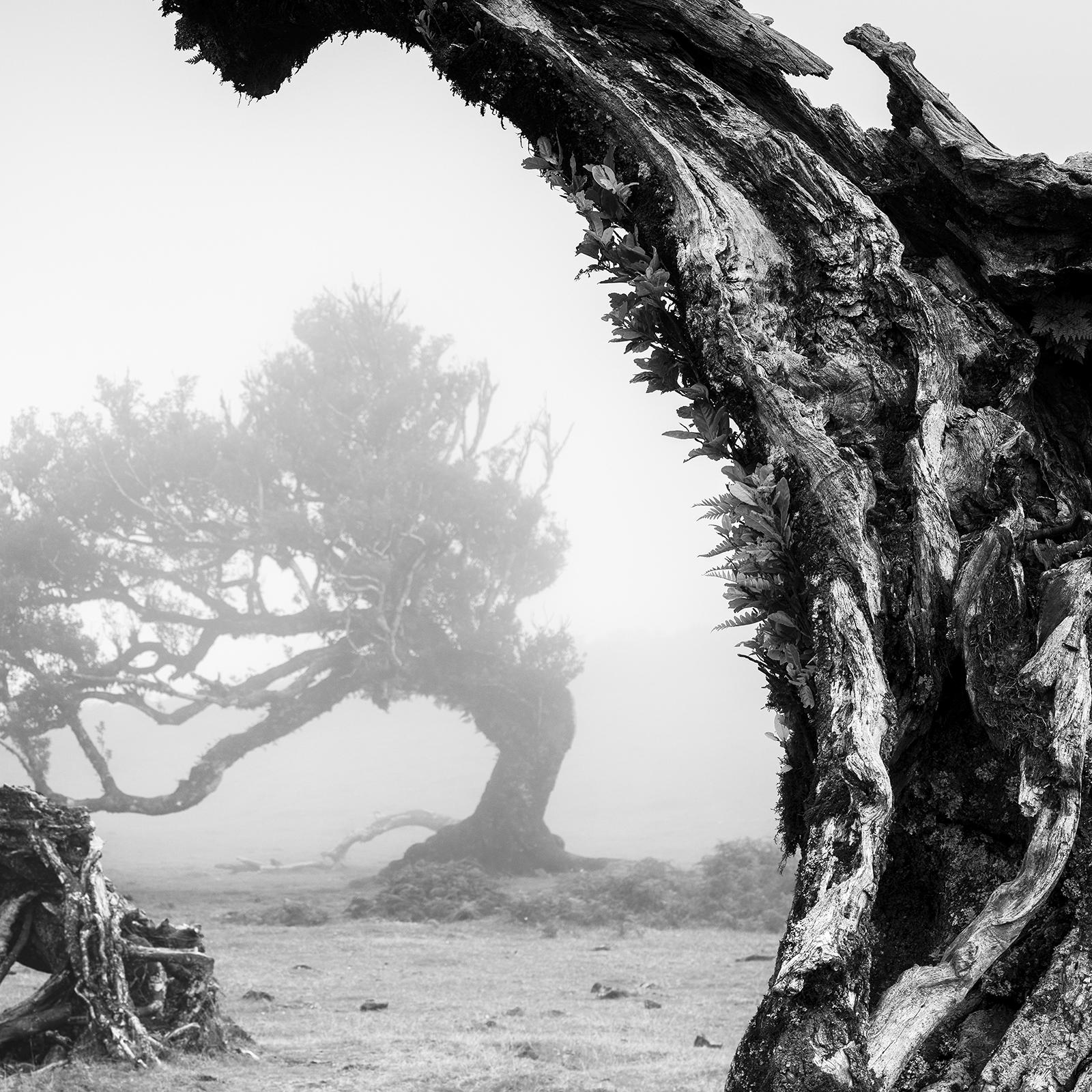 Bent Tree in the Fog, Madeira, Portugal, black and white photography, landscape For Sale 2