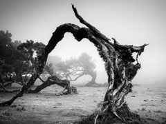 Gebogener Baum im Fog, Madeira, Portugal, Schwarz-Weiß-Fotografie, Landschaft