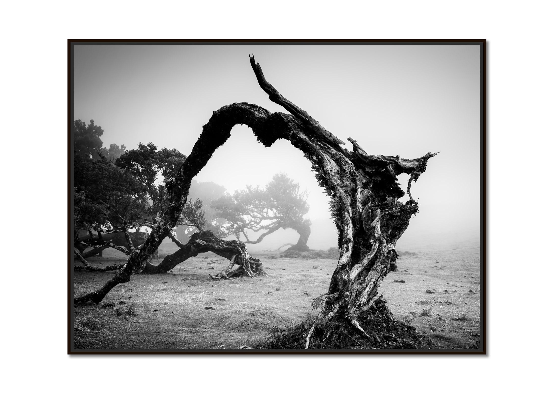 Bent Tree in the Fog, Madeira, Portugal, black and white photography, landscape - Photograph by Gerald Berghammer