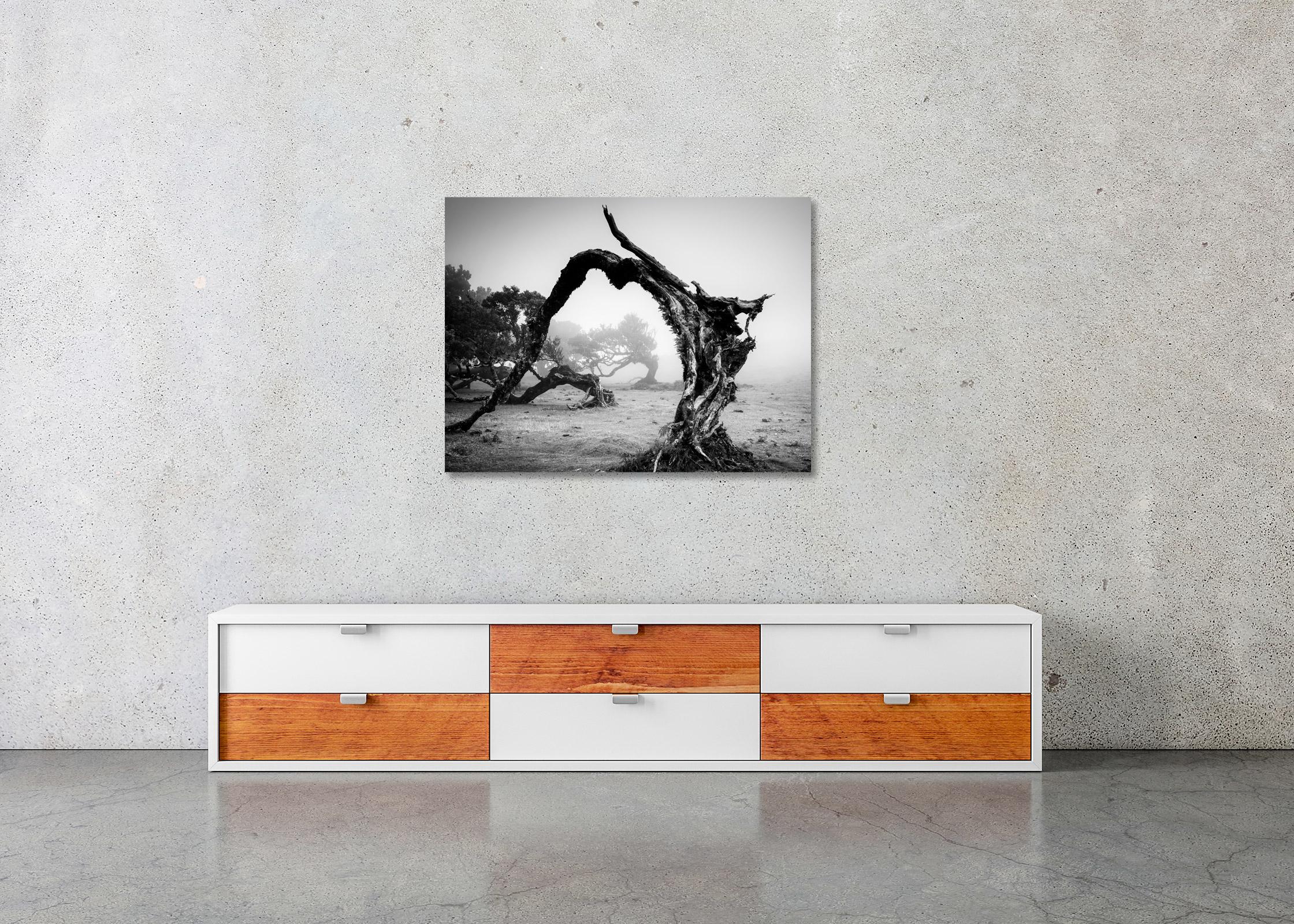 Gebogener Baum im Fog, Monochrome Fotografie, Landschaftsdruck, limitierte Auflage im Angebot 2