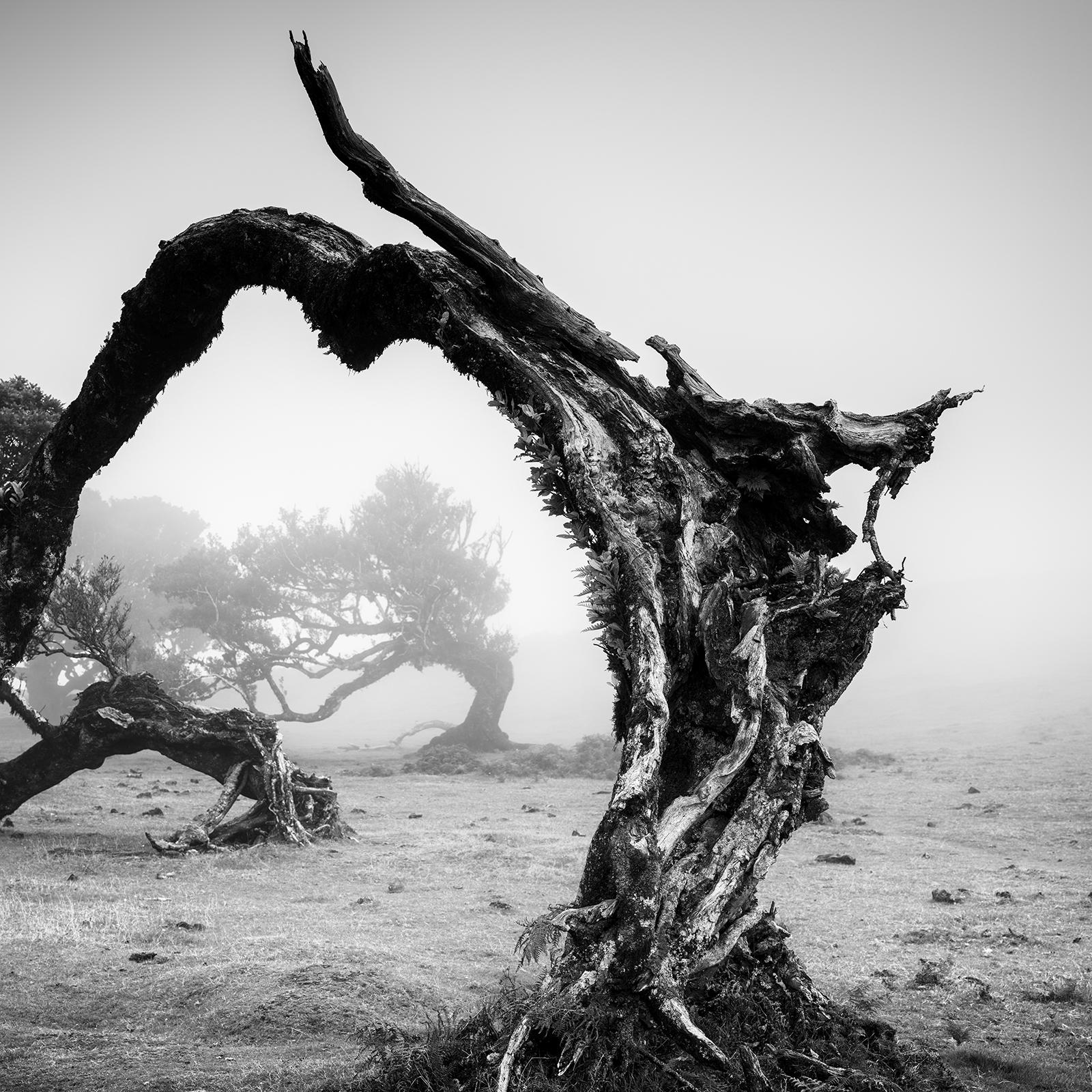 Black and white fine art landscape photography. Curved tree in fairy forest in mystical fog, Fanal, Portugal. Archival pigment ink print, edition of 8. Signed, titled, dated and numbered by artist. Certificate of authenticity included. Printed with