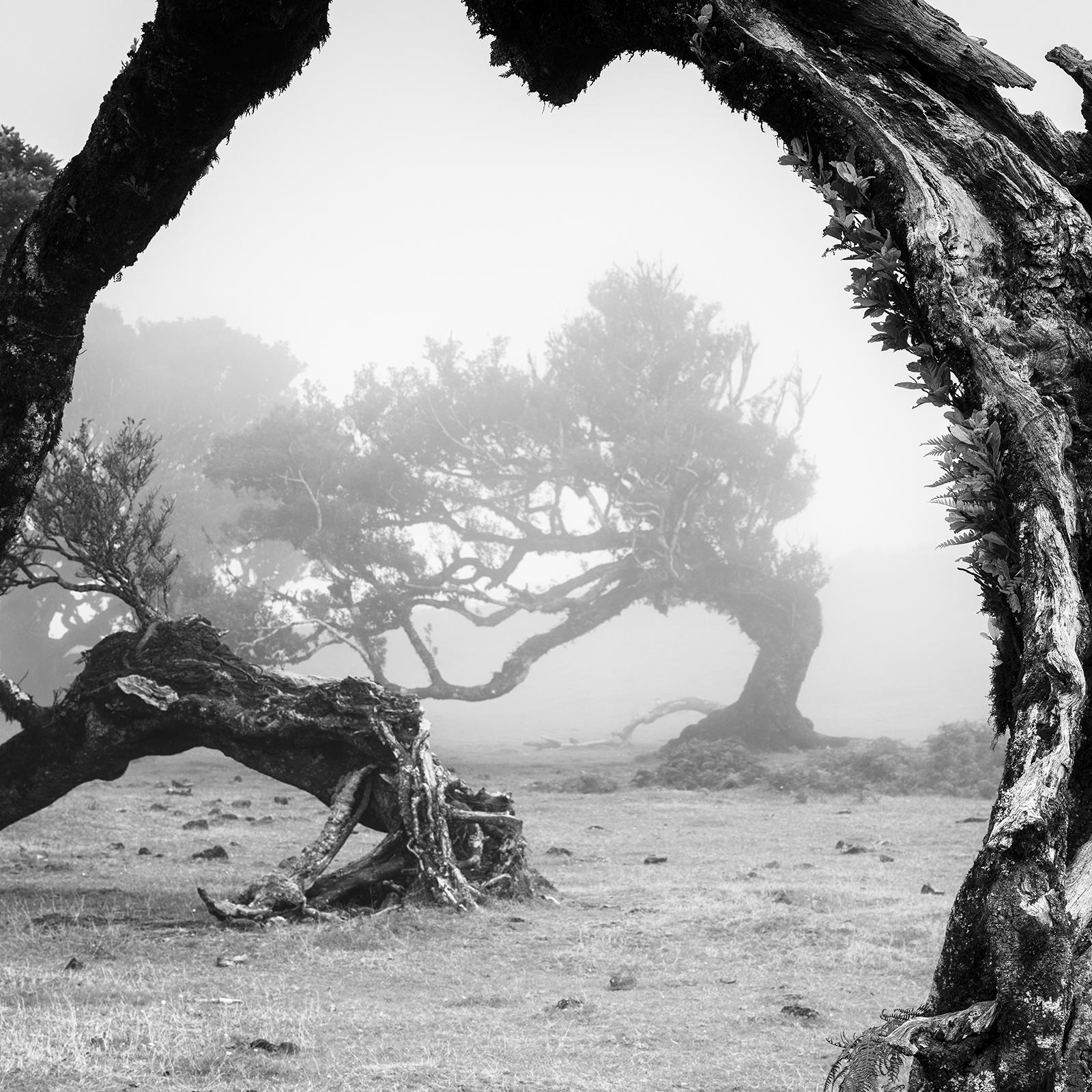 Bent Tree in the Fog, Madeira, Portugal, black and white photography, landscape For Sale 1