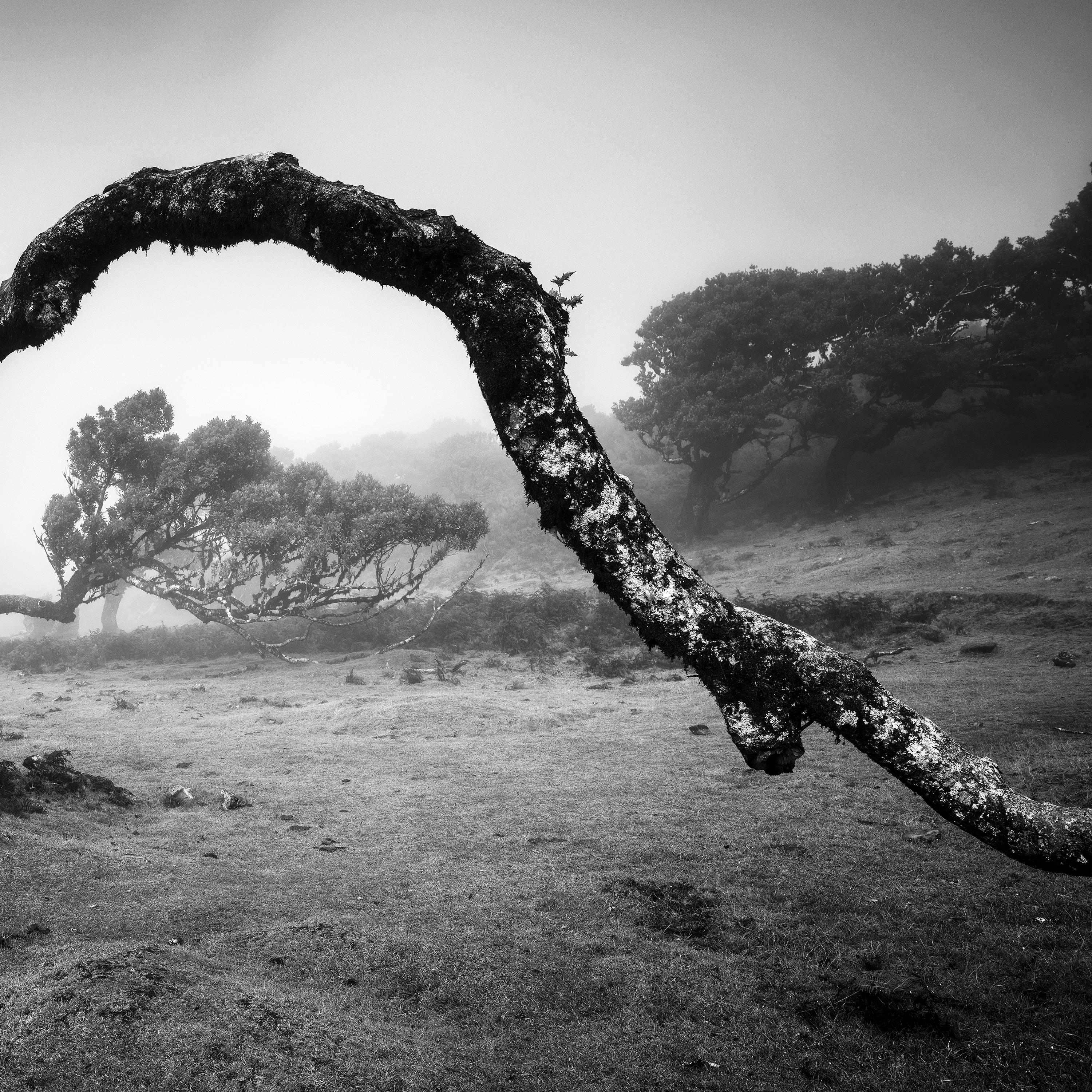 Gebogener Baum im Nebel, Madeira, Schwarz-Weiß, Panorama, Landschaft, Fotografie im Angebot 6