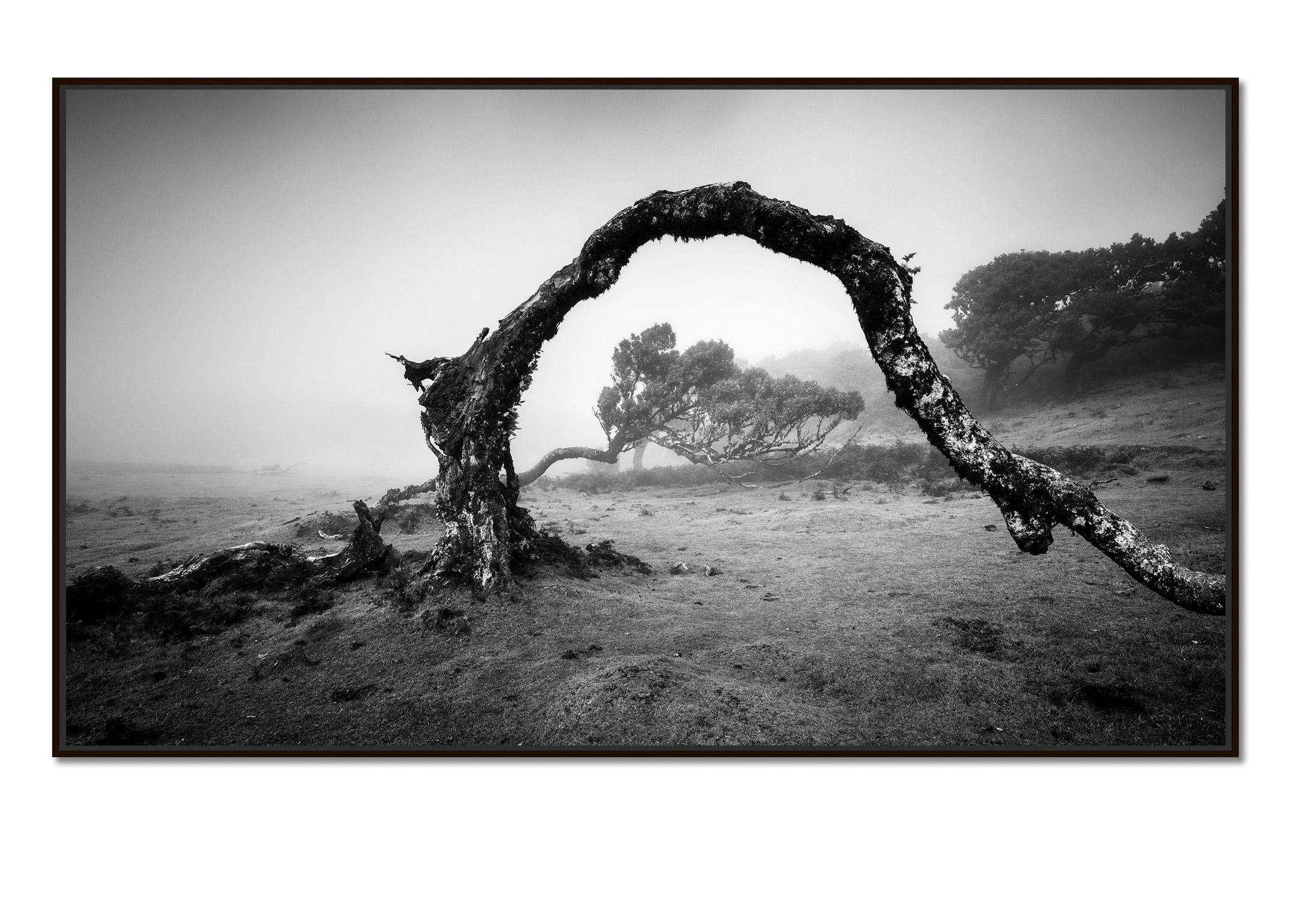 Bent Tree in the fog, Madeira, black and white panorama landscape photography - Photograph by Gerald Berghammer