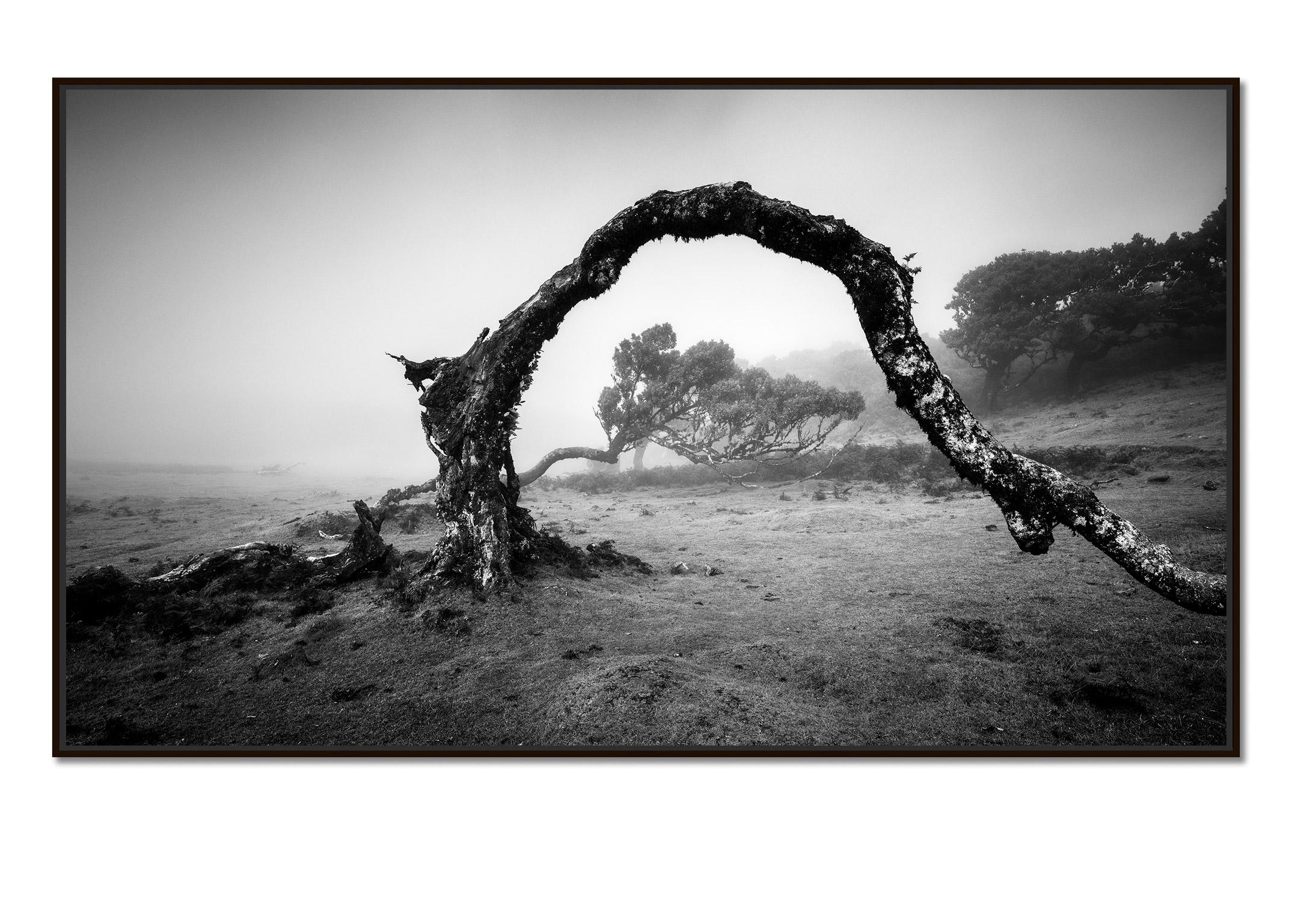 Gebogener Baum im Nebel, Madeira, Schwarz-Weiß, Panorama, Landschaft, Fotografie – Photograph von Gerald Berghammer
