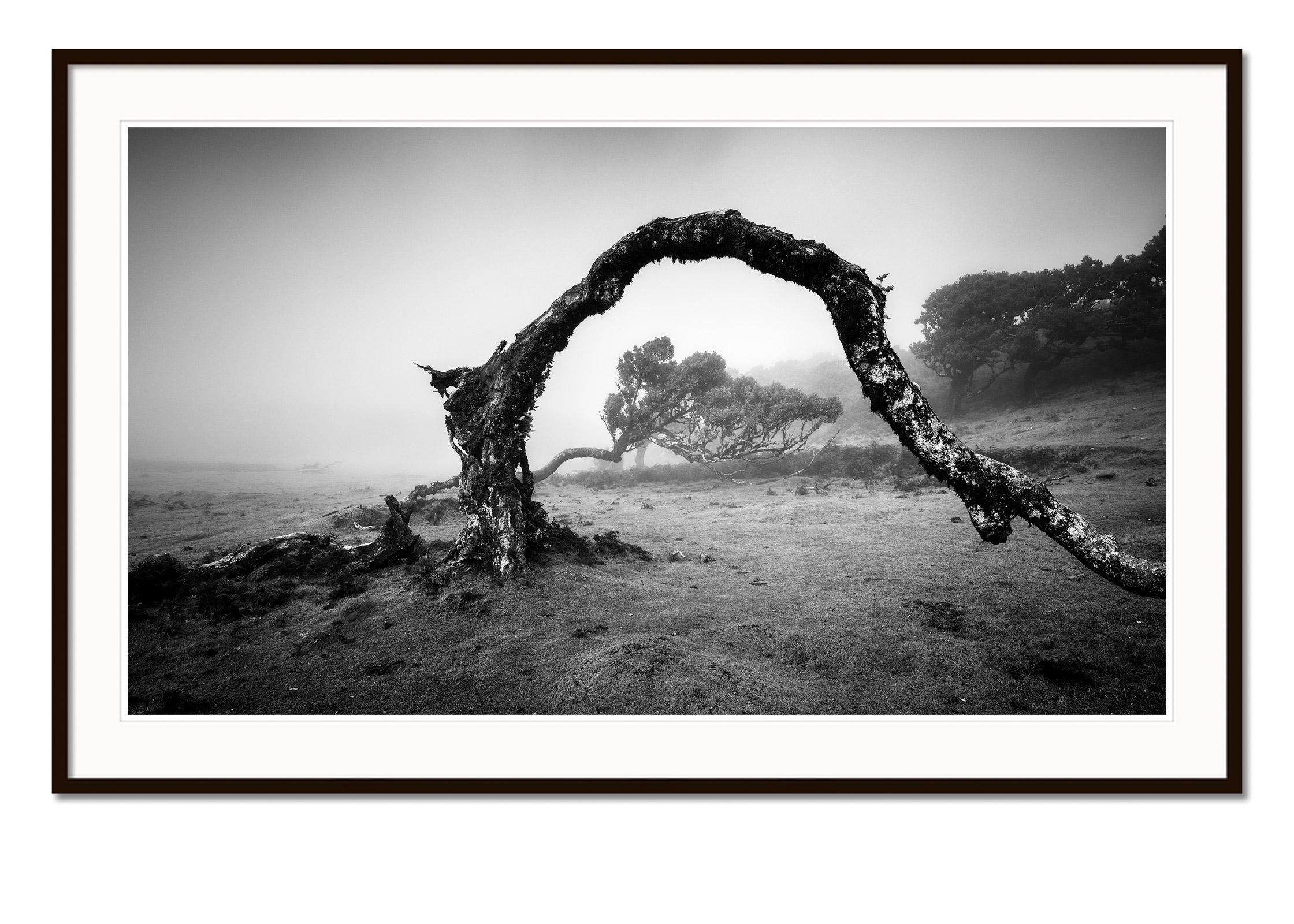 Bent Tree in the fog, Madeira, black and white panorama landscape photography - Contemporary Photograph by Gerald Berghammer
