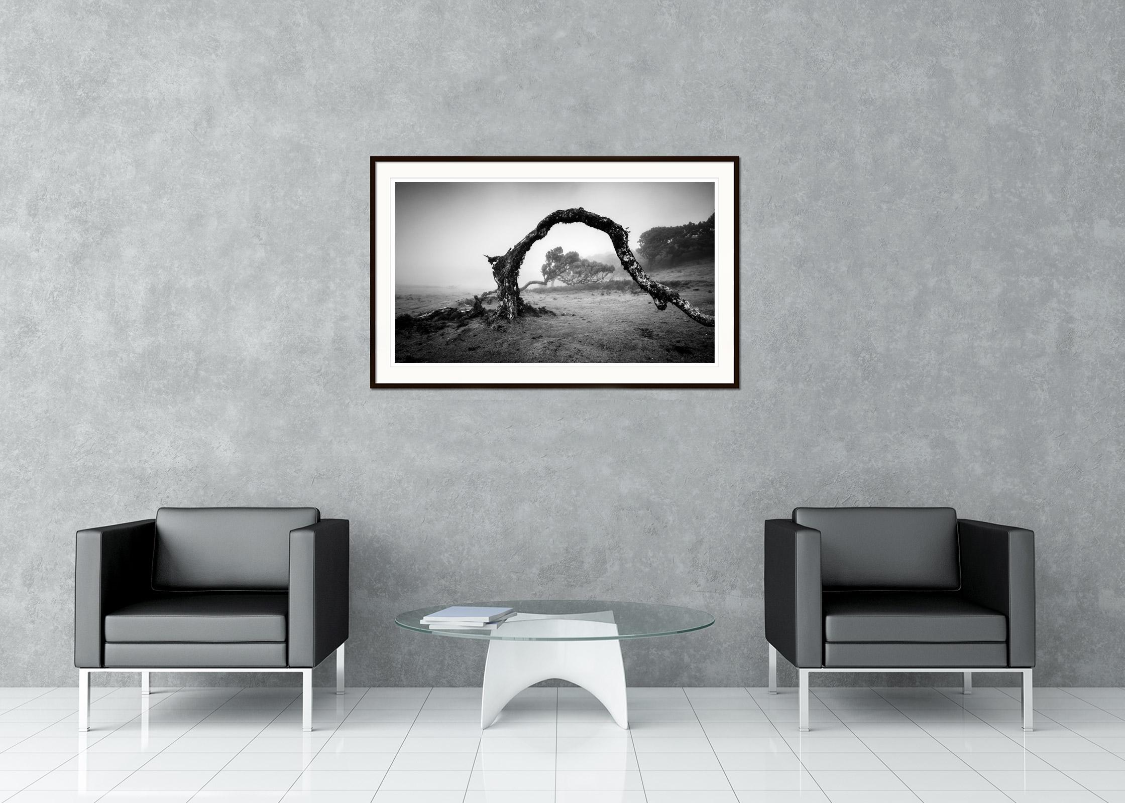 Gebogener Baum im Nebel, Madeira, Schwarz-Weiß, Panorama, Landschaft, Fotografie im Angebot 1