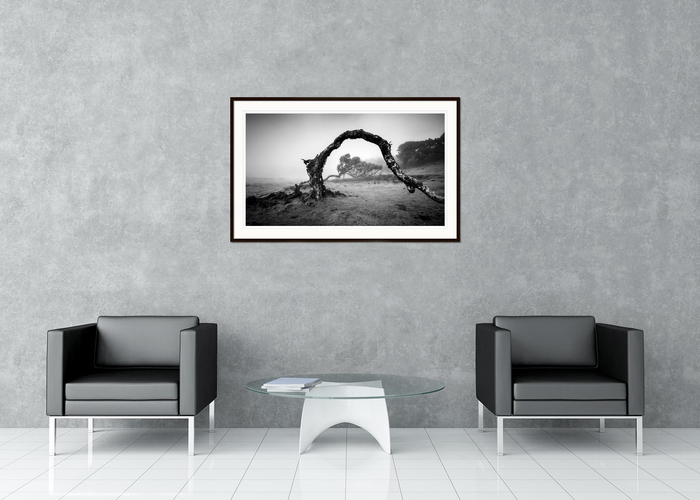 Bent Tree in the fog, Madeira, black and white panorama landscape photography - Black Black and White Photograph by Gerald Berghammer