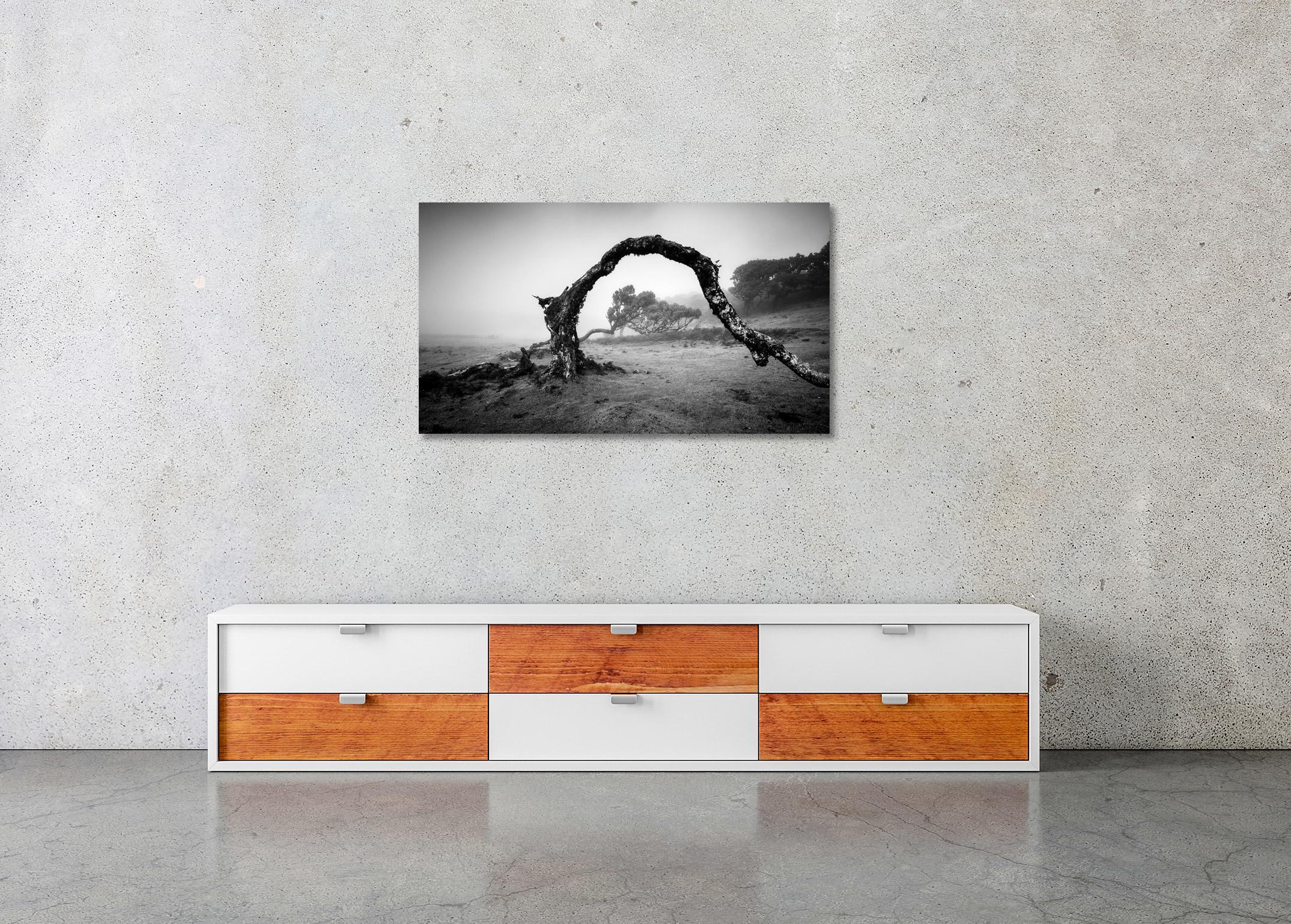 Gebogener Baum im Nebel, Madeira, Schwarz-Weiß, Panorama, Landschaft, Fotografie im Angebot 2