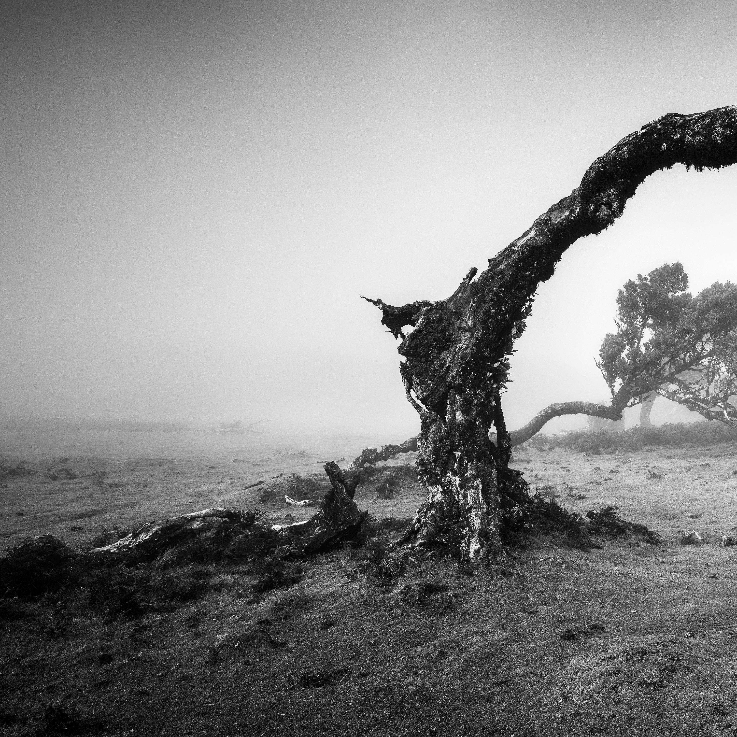 Gebogener Baum im Nebel, Madeira, Schwarz-Weiß, Panorama, Landschaft, Fotografie im Angebot 4