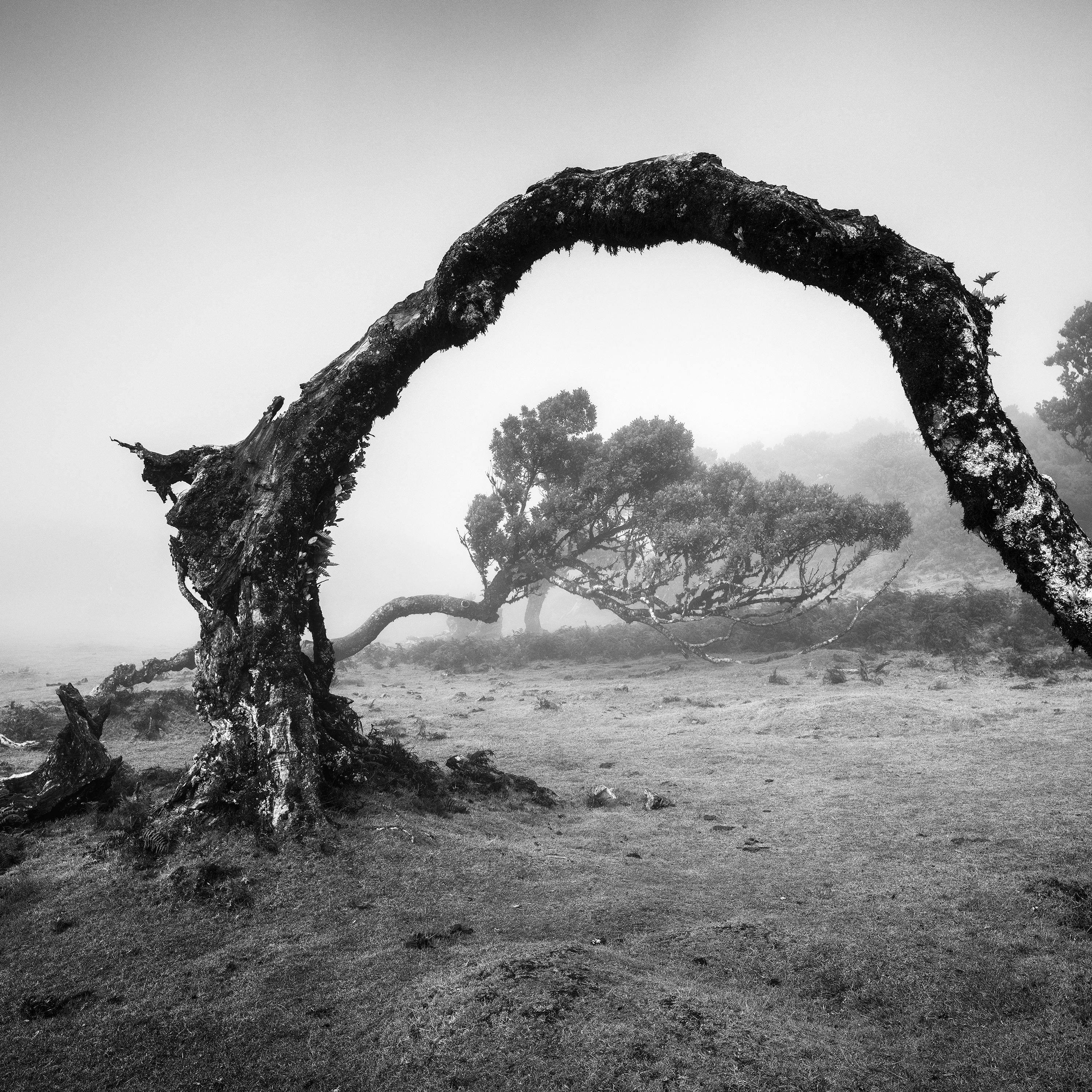 Gebogener Baum im Nebel, Madeira, Schwarz-Weiß, Panorama, Landschaft, Fotografie im Angebot 5