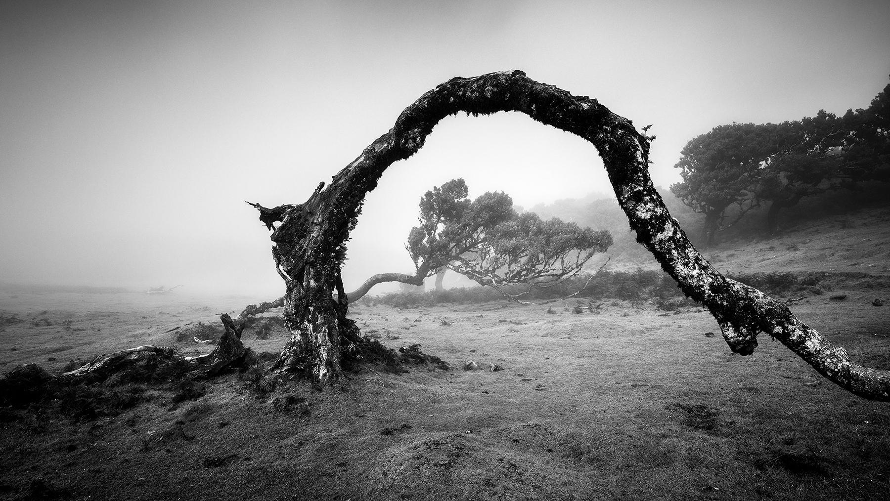 Gerald Berghammer Black and White Photograph – Gebogener Baum im Nebel, Madeira, Schwarz-Weiß, Panorama, Landschaft, Fotografie