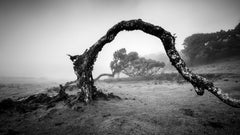 Gebogener Baum im Nebel, Madeira, Schwarz-Weiß- Panoramen-Landschaftsfotografie
