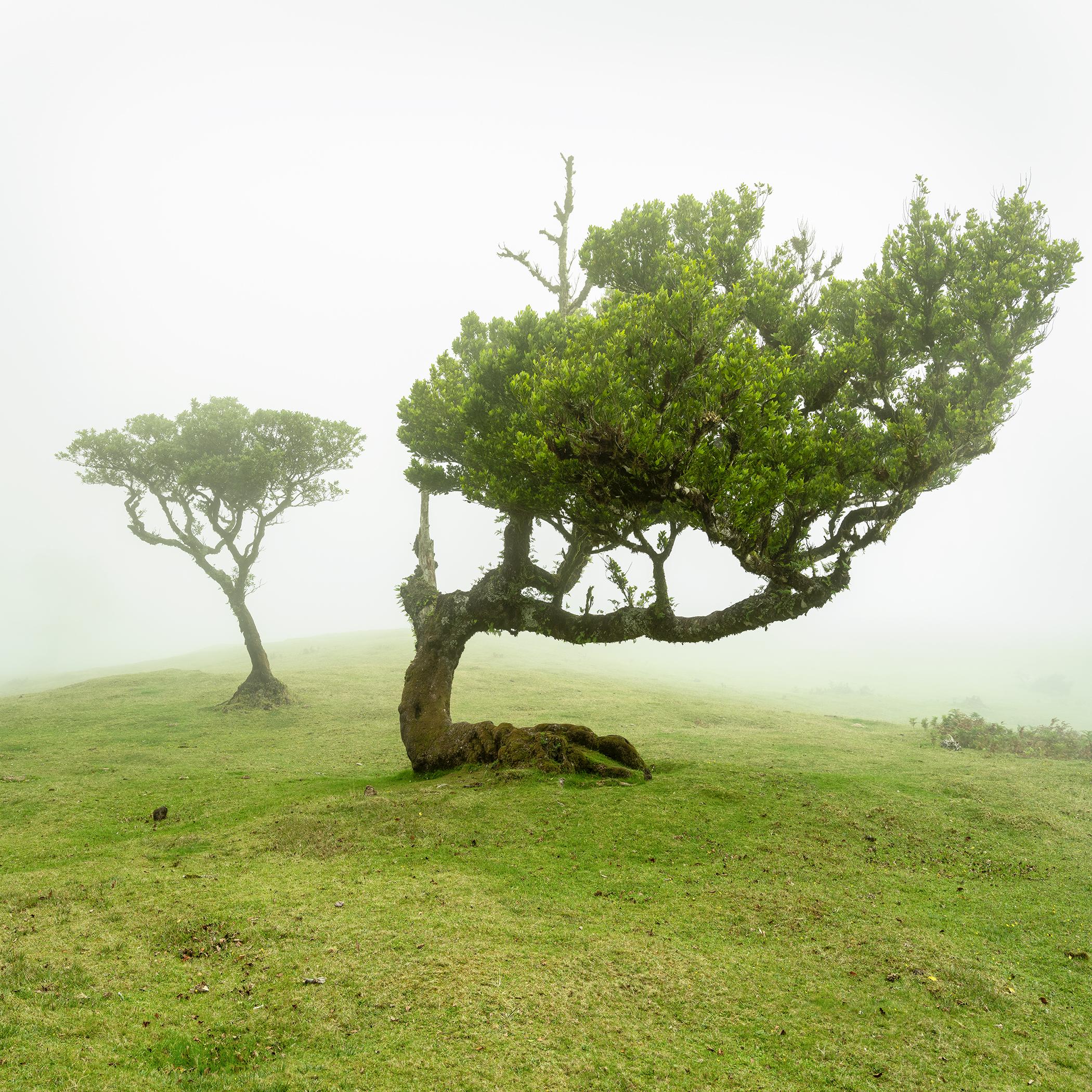 Bent Tree, Large Scale Photograph, minimalist Landscape, Limited Edition Print