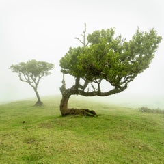 Bent Tree, Large Scale Photograph, minimalist Landscape, Limited Edition Print