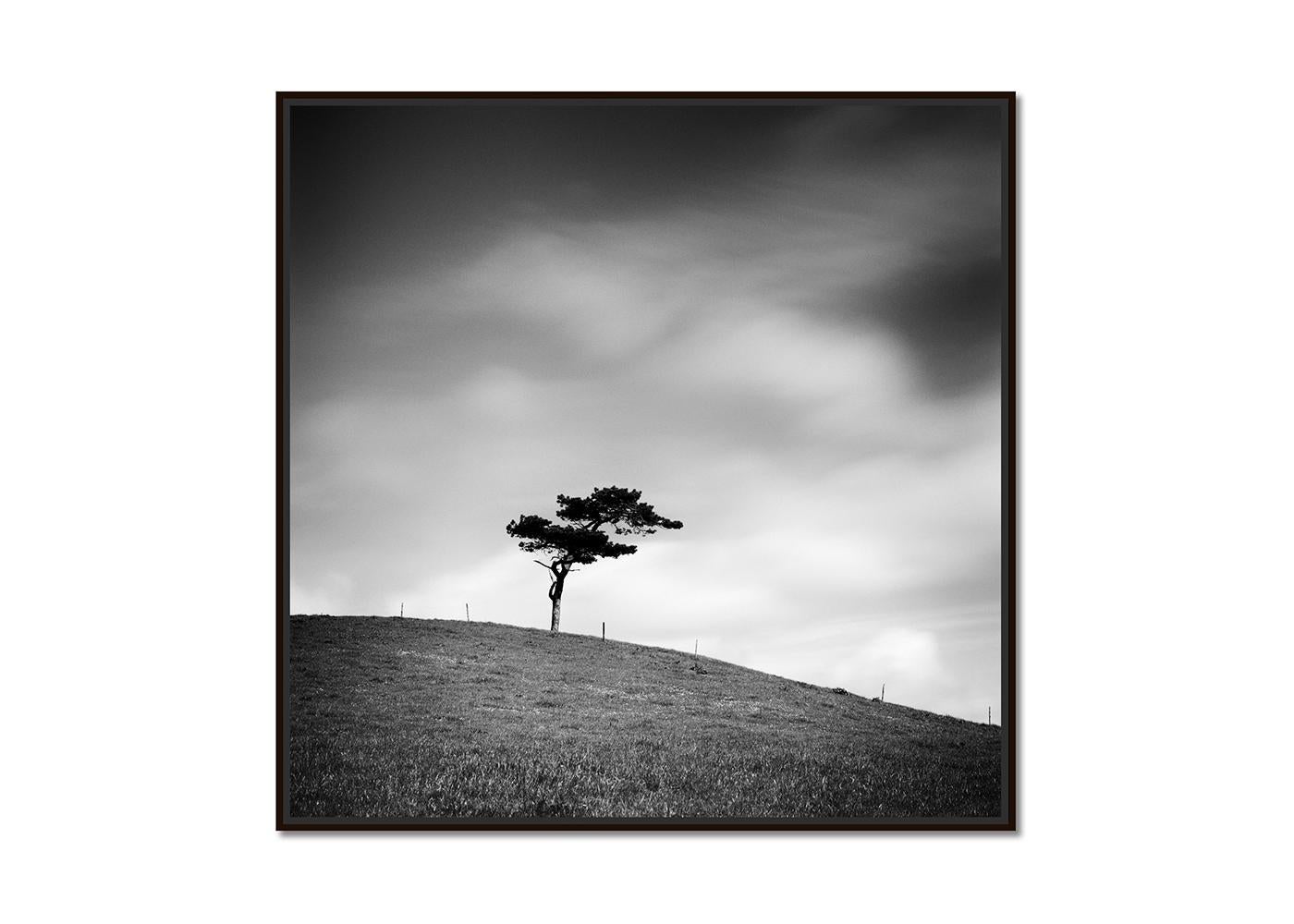 Beware of the Bull, ein einzelner Baum, Irland, Schwarz-Weiß-Fotografie, Landschaft – Photograph von Gerald Berghammer