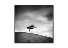 Beware of the Bull, single Tree, Ireland, black and white photograph, landscape
