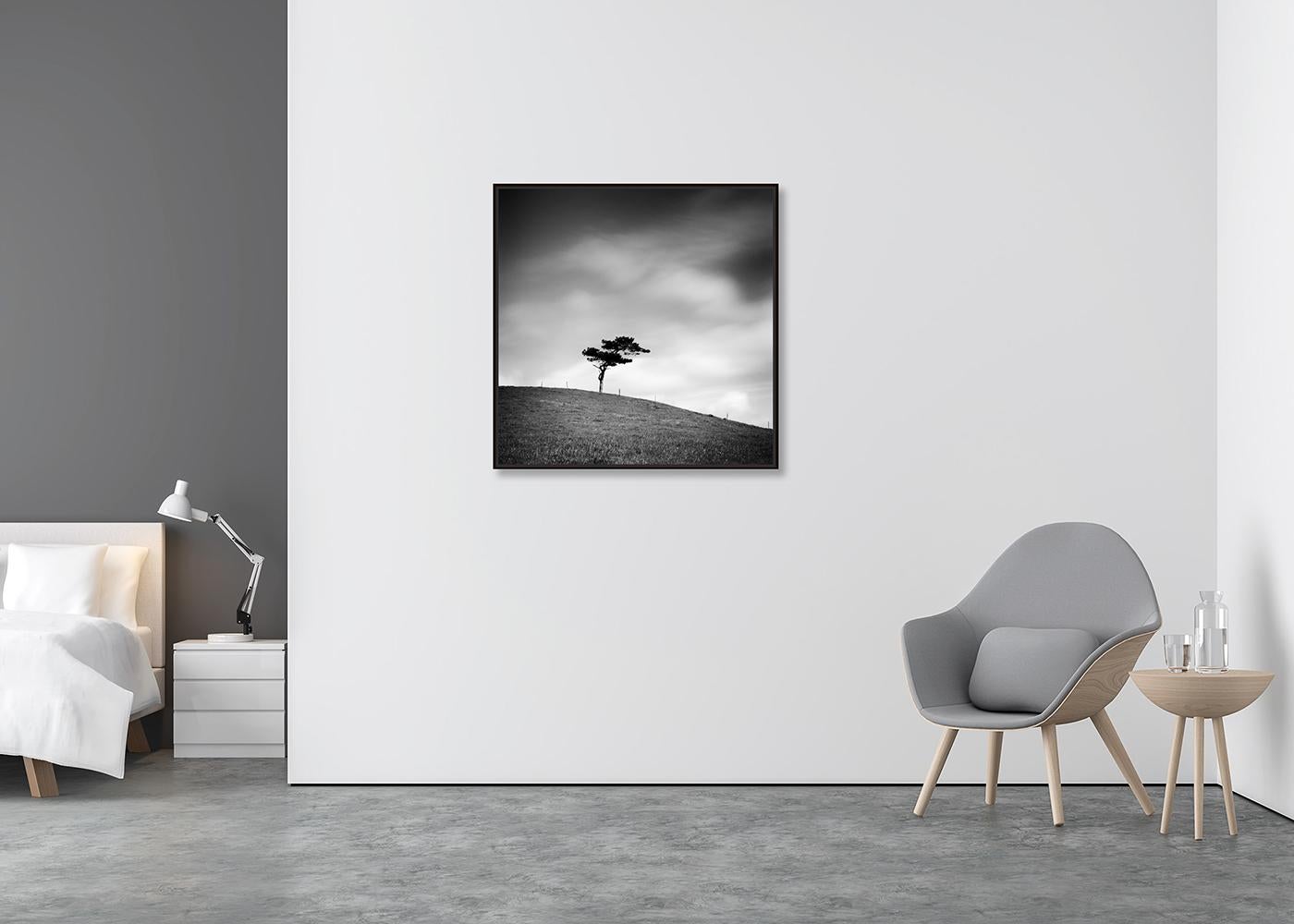Beware of the Bull, ein einzelner Baum, Irland, Schwarz-Weiß-Fotografie, Landschaft (Zeitgenössisch), Photograph, von Gerald Berghammer