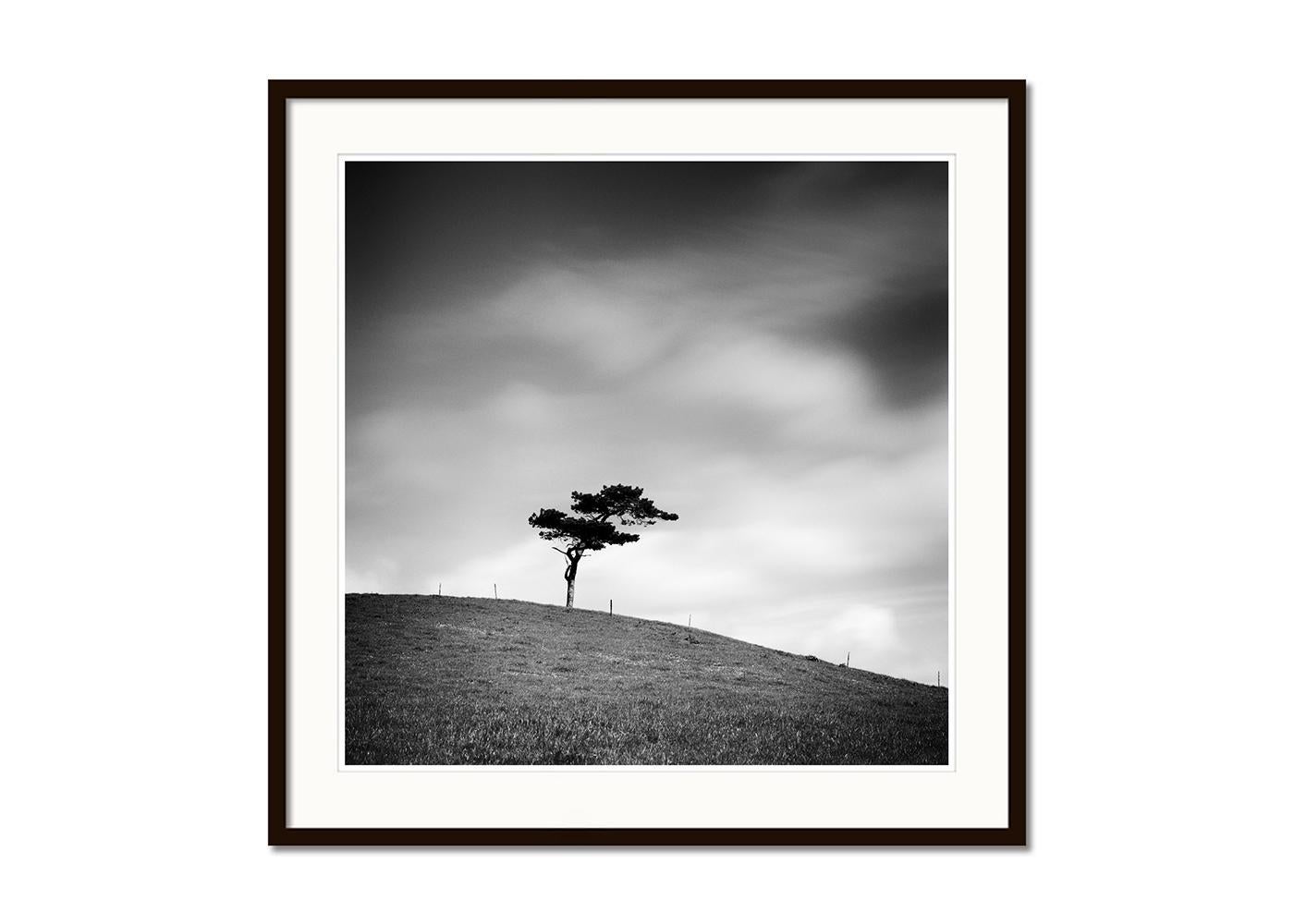 Beware of the Bull, ein einzelner Baum, Irland, Schwarz-Weiß-Fotografie, Landschaft (Grau), Black and White Photograph, von Gerald Berghammer