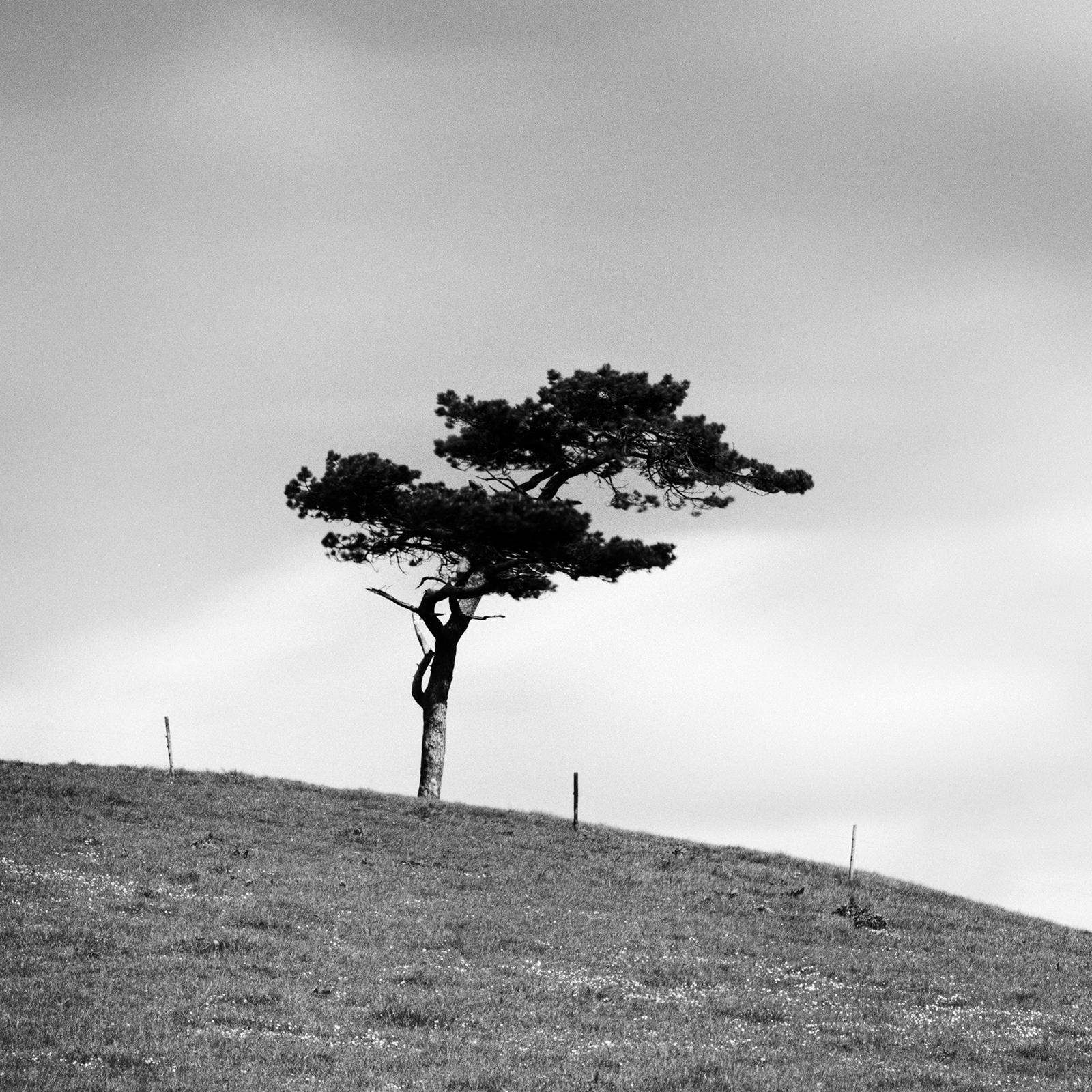 Beware of the Bull, ein einzelner Baum, Irland, Schwarz-Weiß-Fotografie, Landschaft im Angebot 3