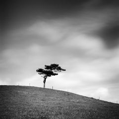 Beware of the Bull, single Tree, Irlande, photographie noir et blanc, paysage