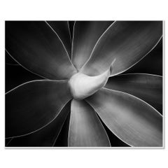 Agave attenuata, Pflanzendetails, Schwarz-Weiß-Fotografie, Landschaft, limitiert