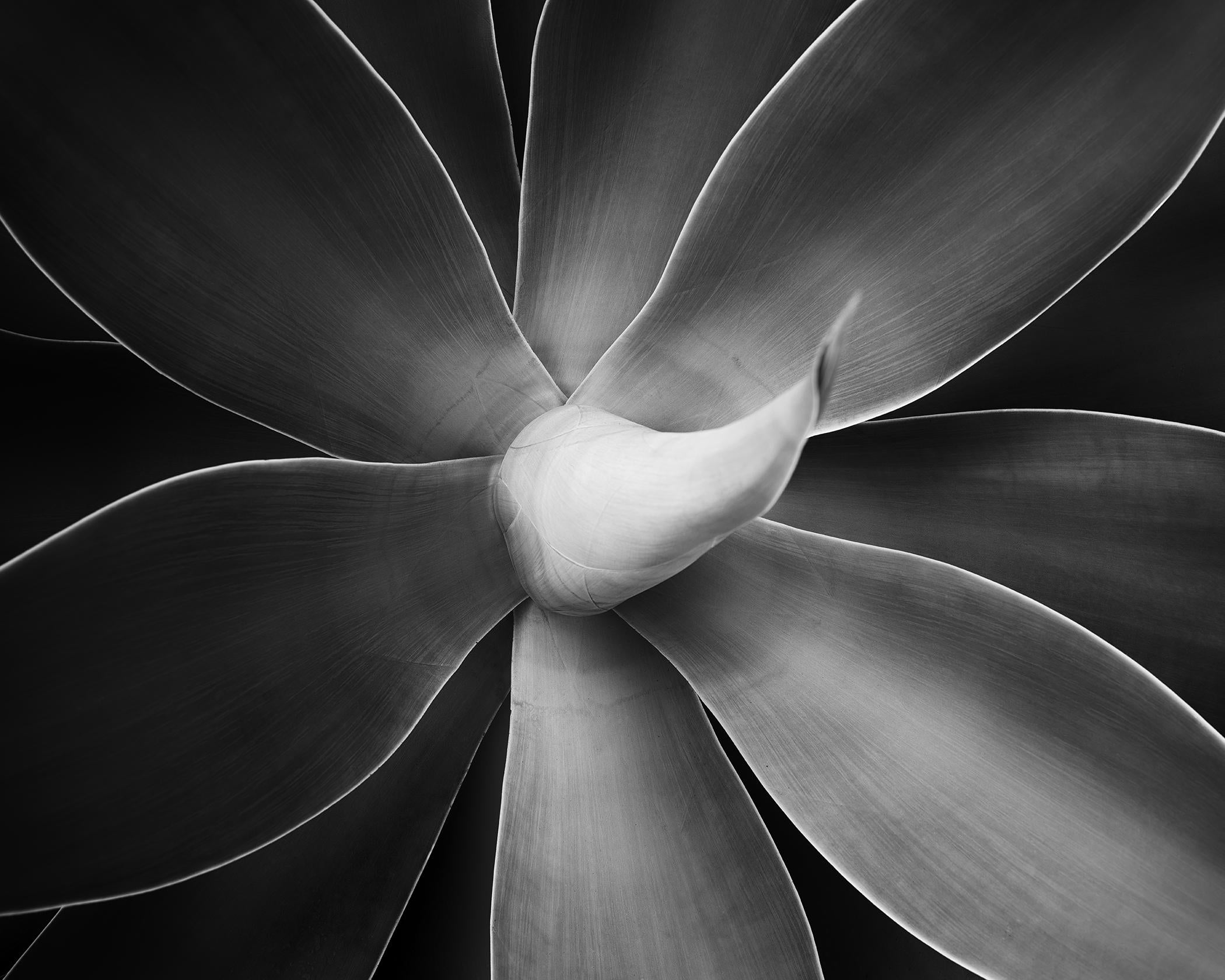 Agave attenuata, détail d'une plante, photographie noir et blanc, paysage, limité