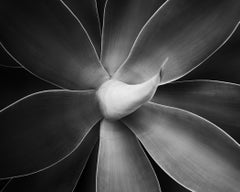 Agave attenuata, Pflanzendetails, Schwarz-Weiß-Fotografie, Landschaft, limitiert